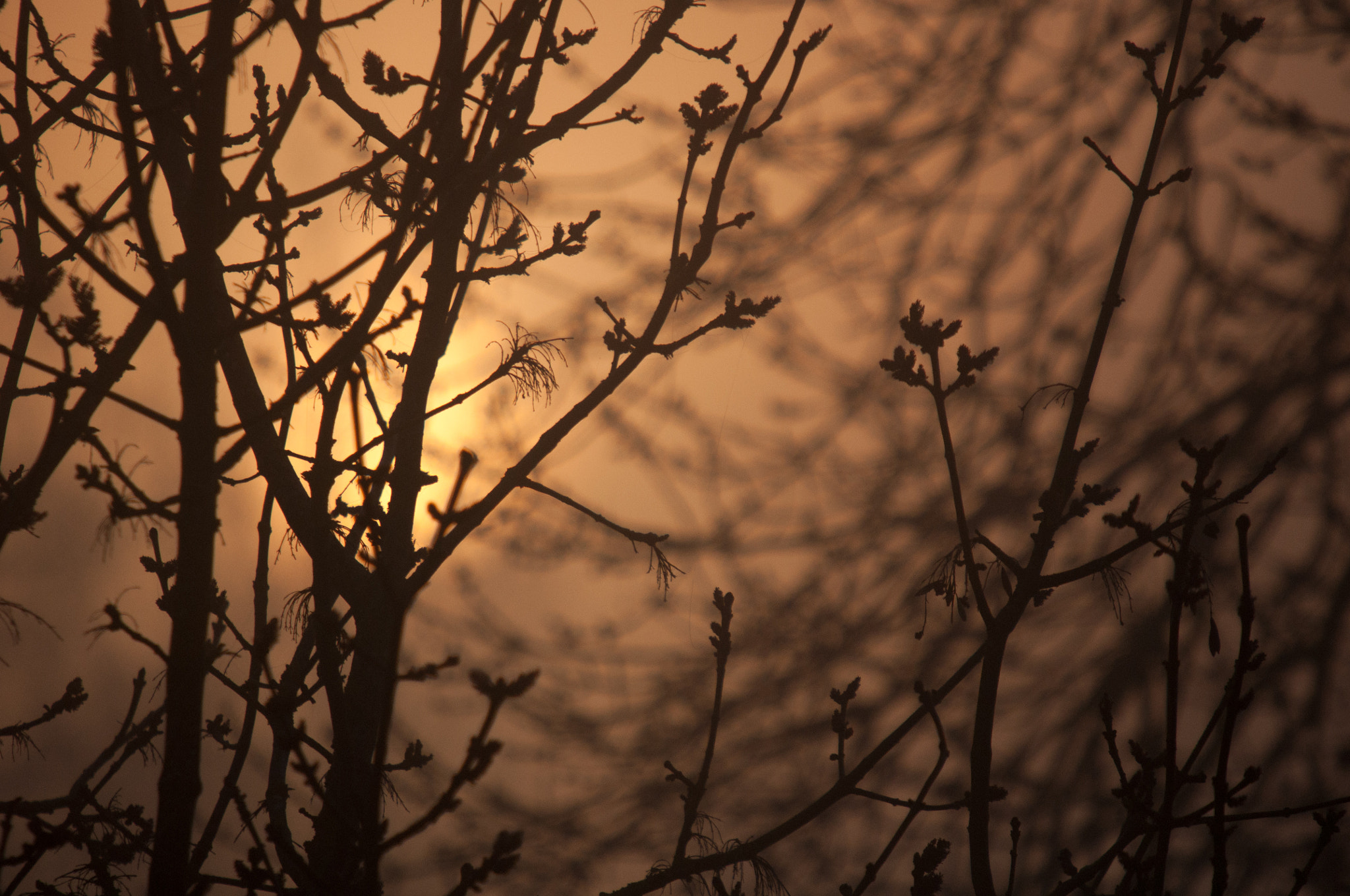 Nikon D90 + Sigma 50-500mm F4-6.3 EX APO RF HSM sample photo. Matin d'automne photography