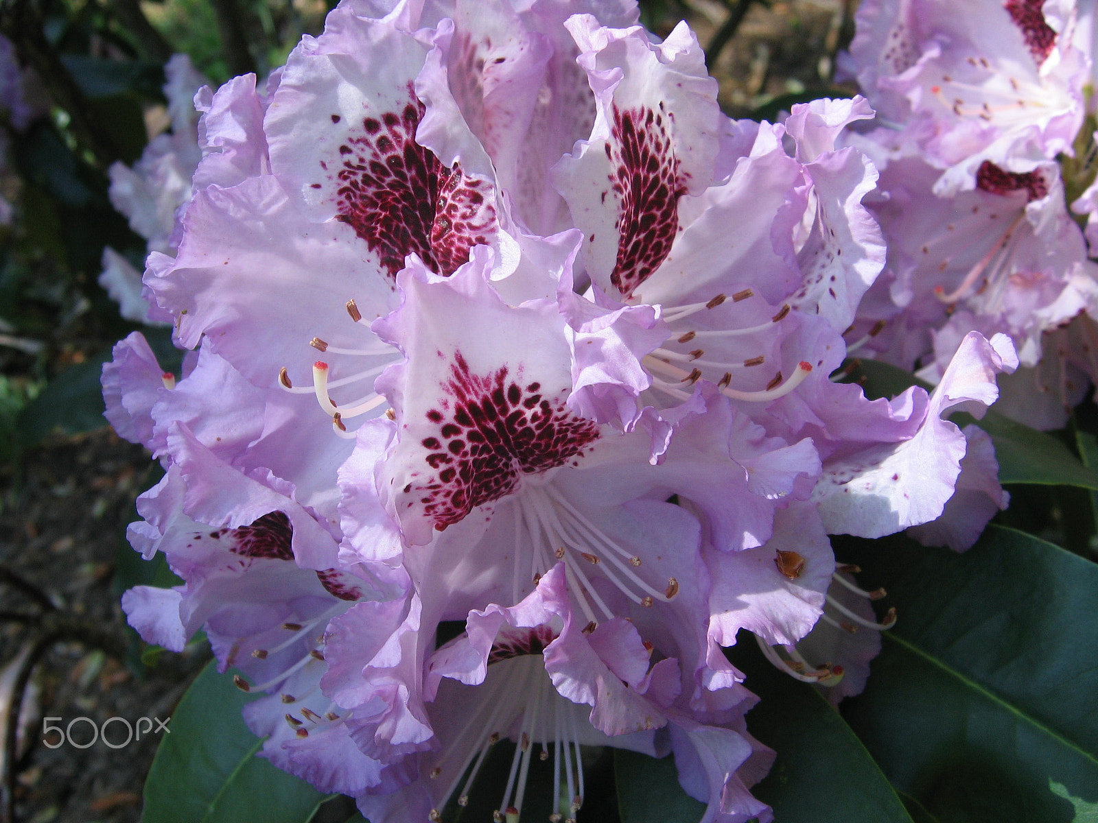 Canon POWERSHOT A95 sample photo. Rhododendron domesticated photography