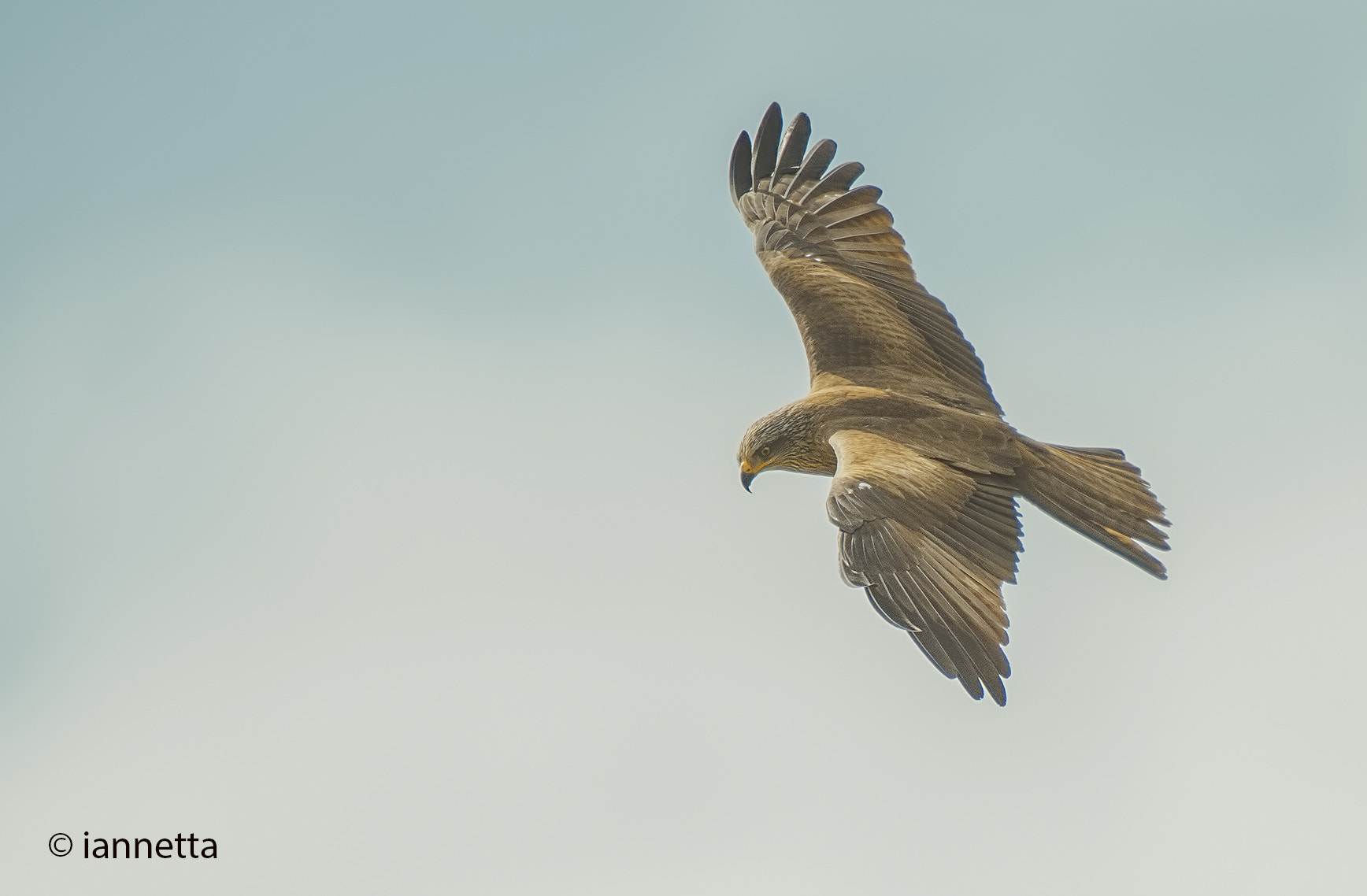 Nikon AF-S Nikkor 400mm F2.8G ED VR II sample photo. Nibbio bruno photography
