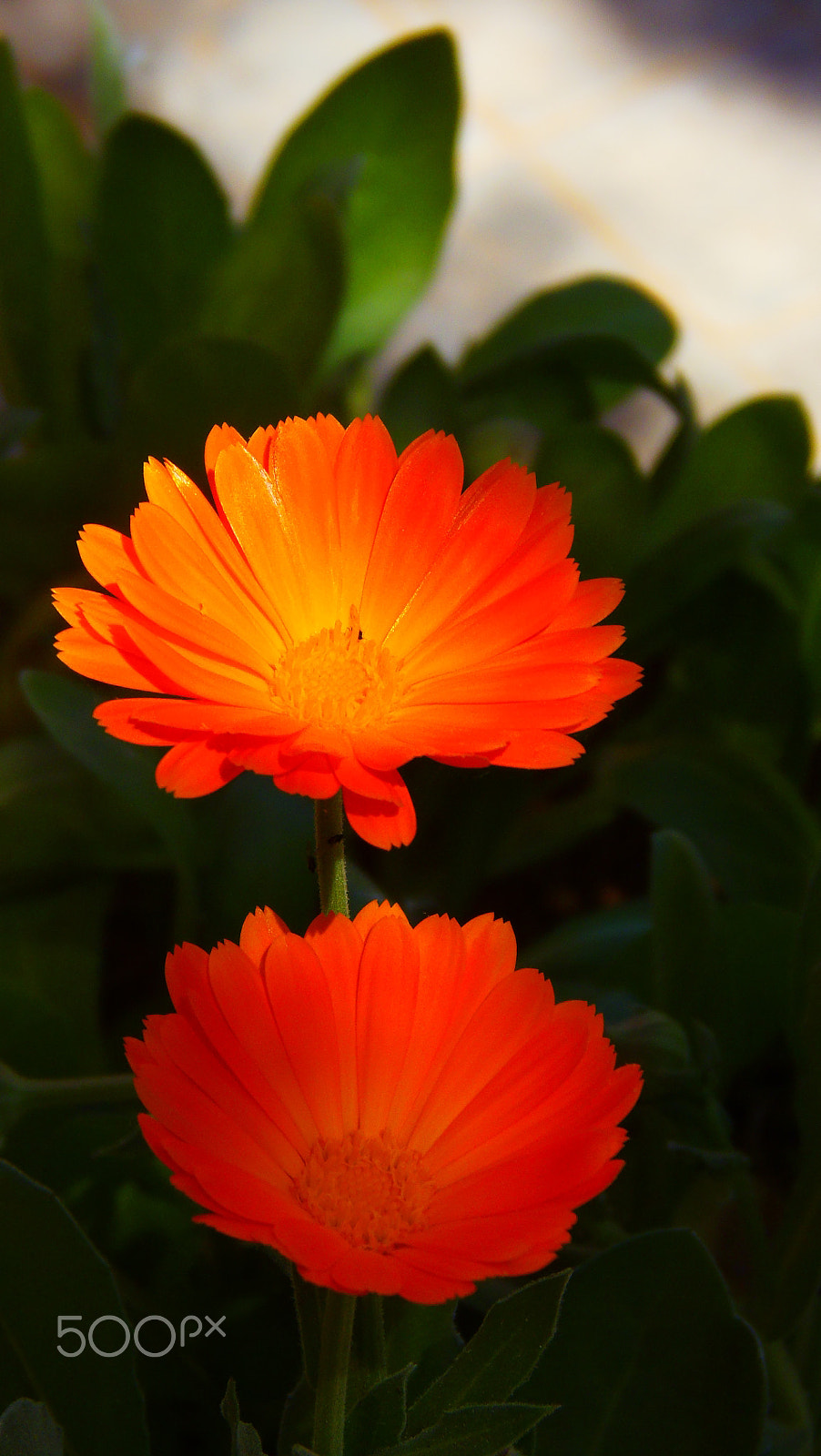 Olympus SP-810UZ sample photo. Flower photography
