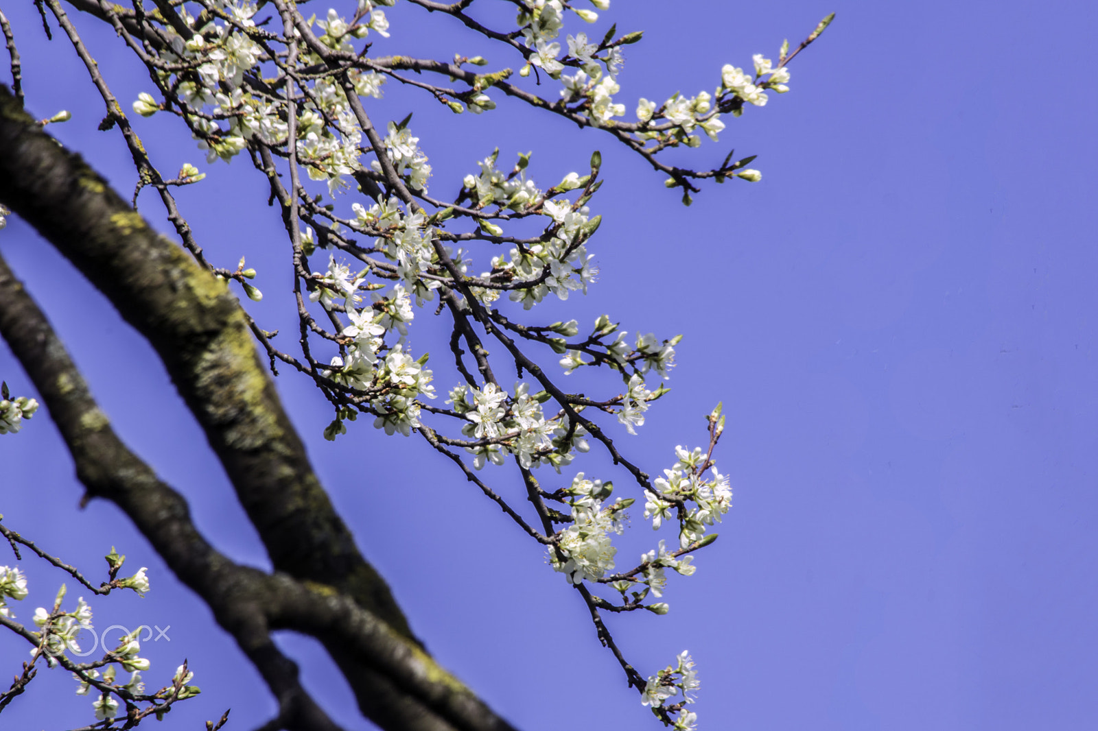 Canon EF 70-300mm F4-5.6 IS USM sample photo. Bright spring blossom 2 photography