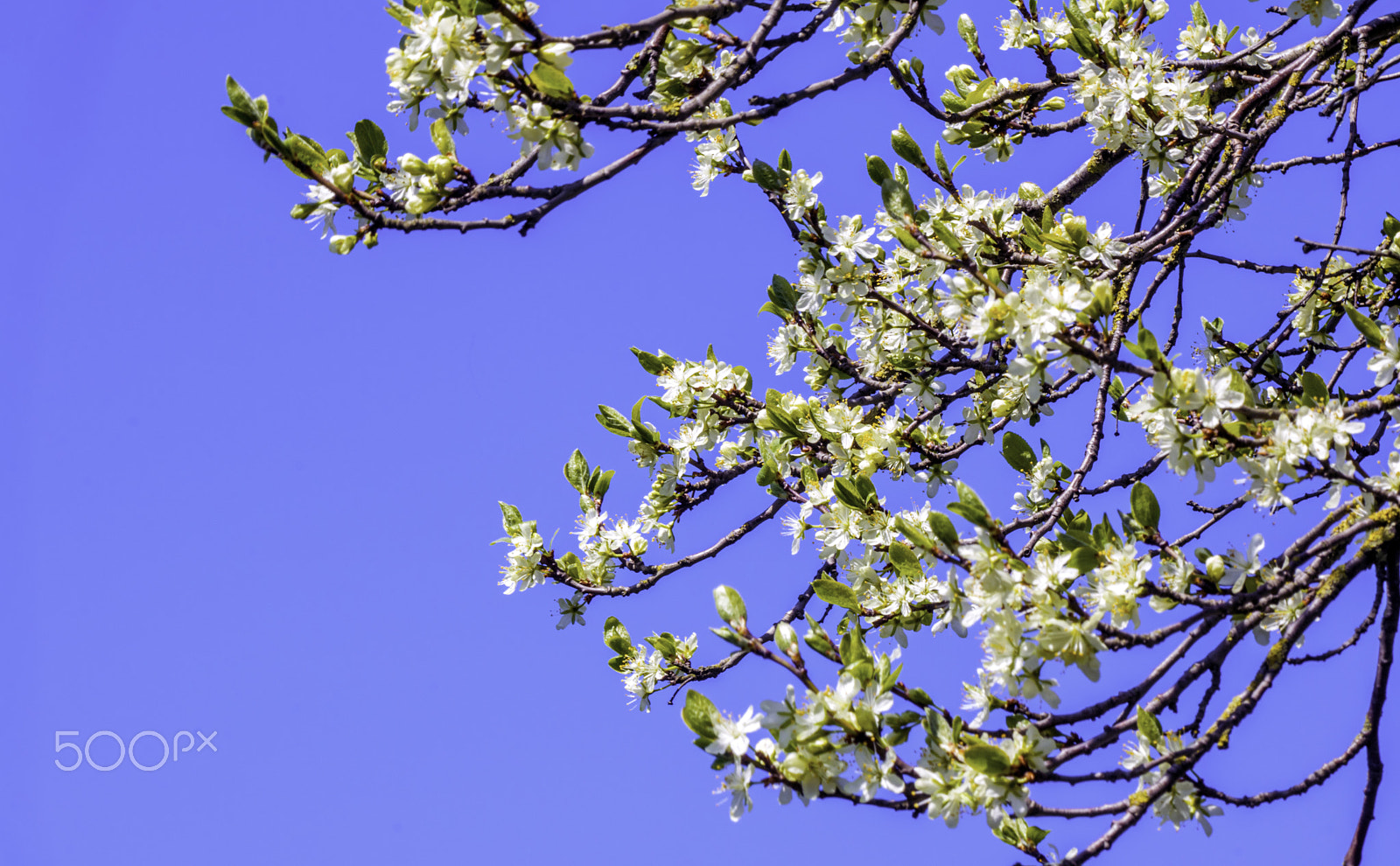 Canon EF 70-300mm F4-5.6 IS USM sample photo. Bright spring blossom 1 photography