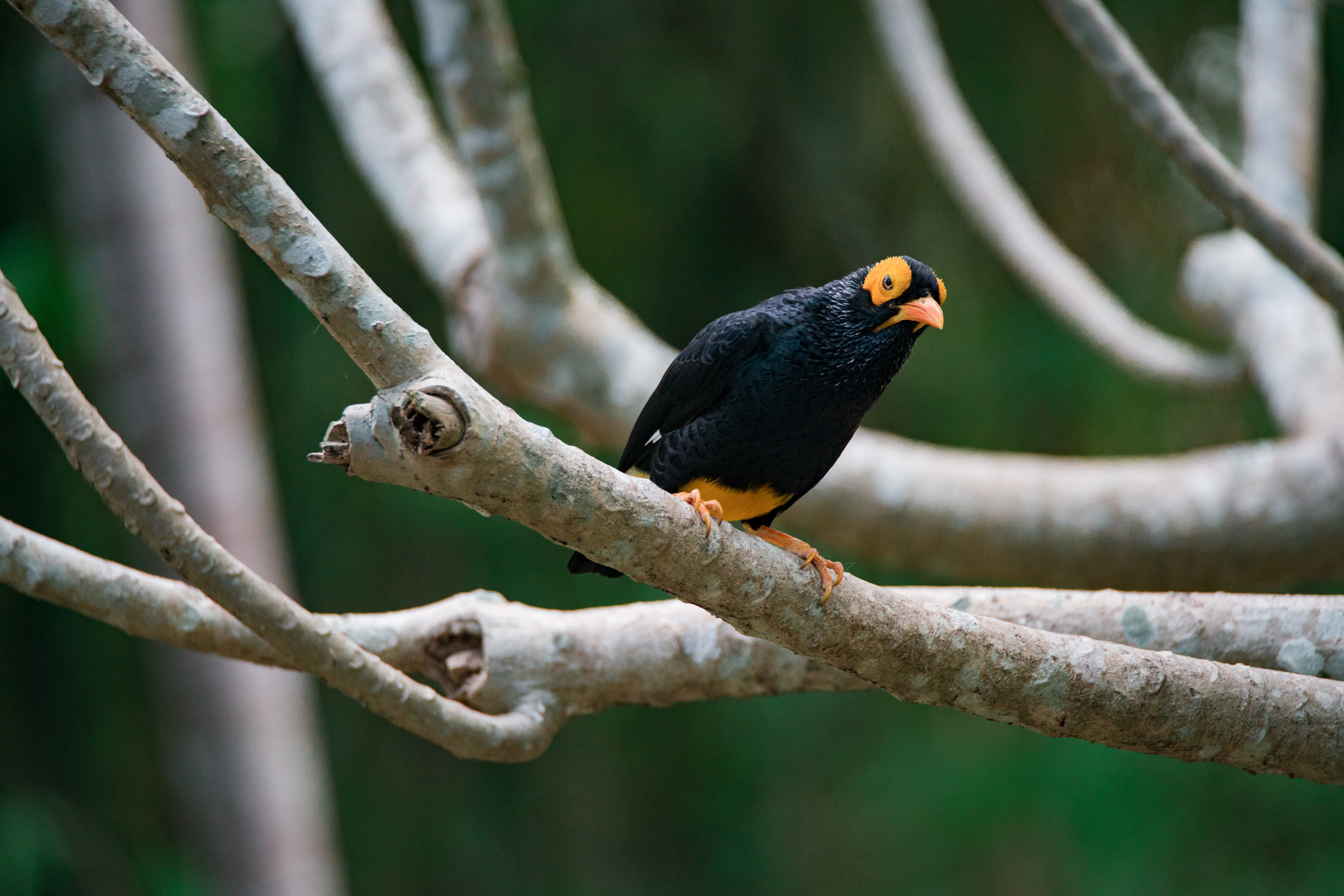 Tamron SP 150-600mm F5-6.3 Di VC USD sample photo. Bokehstare photography