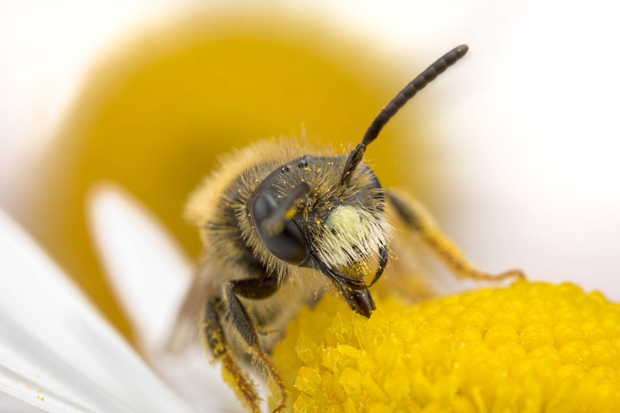 Canon EOS 760D (EOS Rebel T6s / EOS 8000D) + Canon MP-E 65mm F2.5 1-5x Macro Photo sample photo. Solitary bee feeding in daisy photography