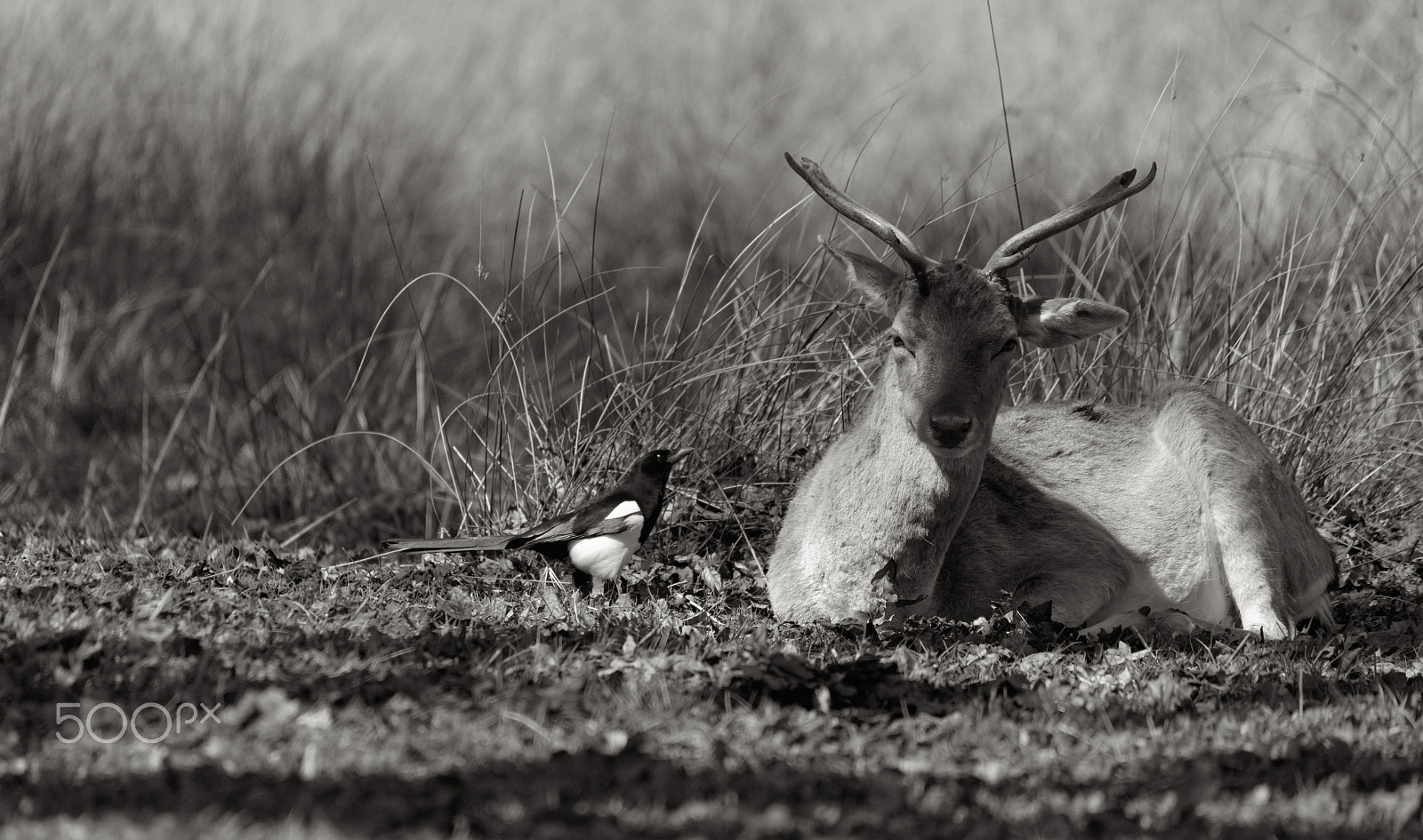 Sigma 150-500mm F5-6.3 DG OS HSM sample photo. The hunter photography