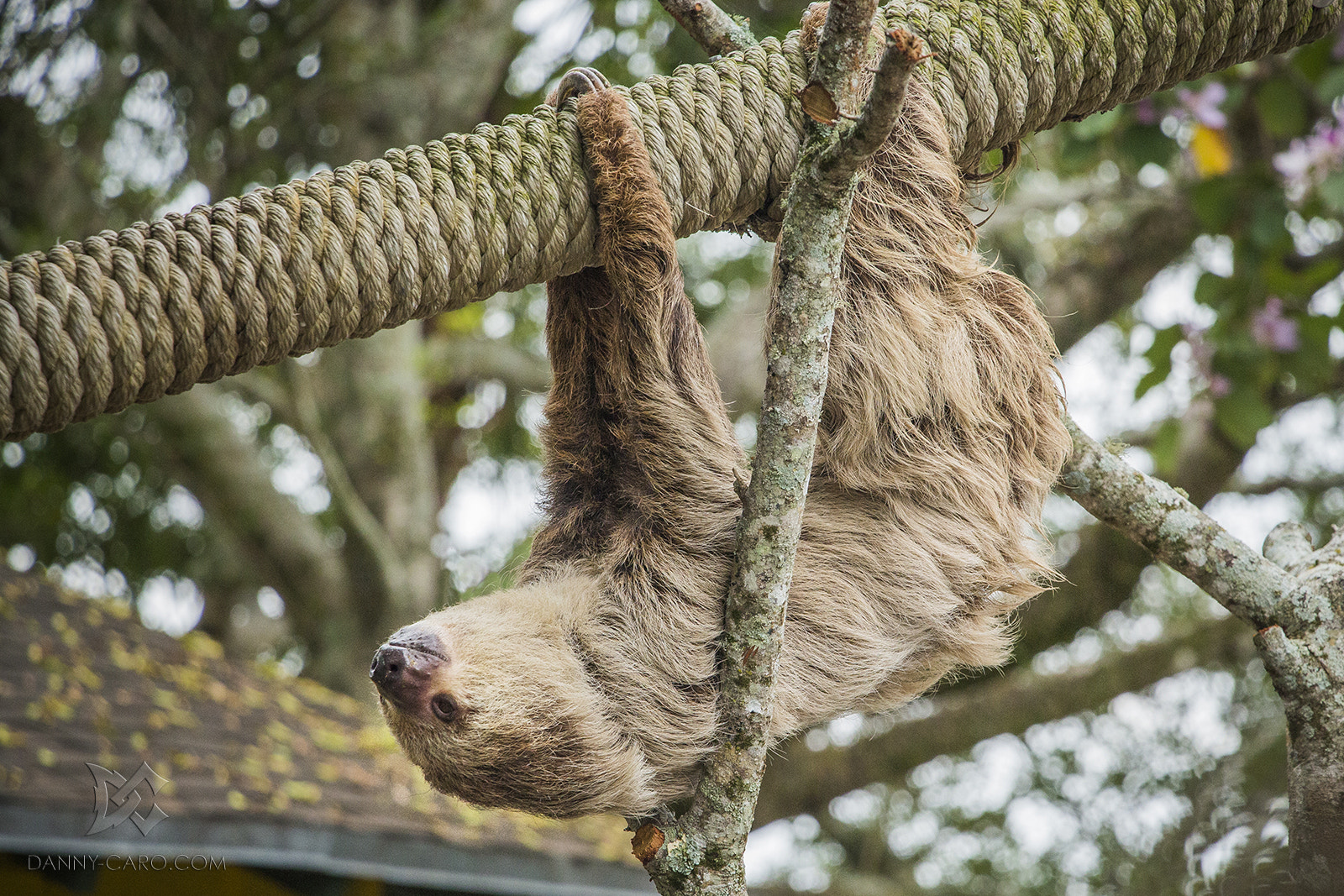 Canon EF-S 18-135mm F3.5-5.6 IS STM sample photo. Sloth being a sloth photography