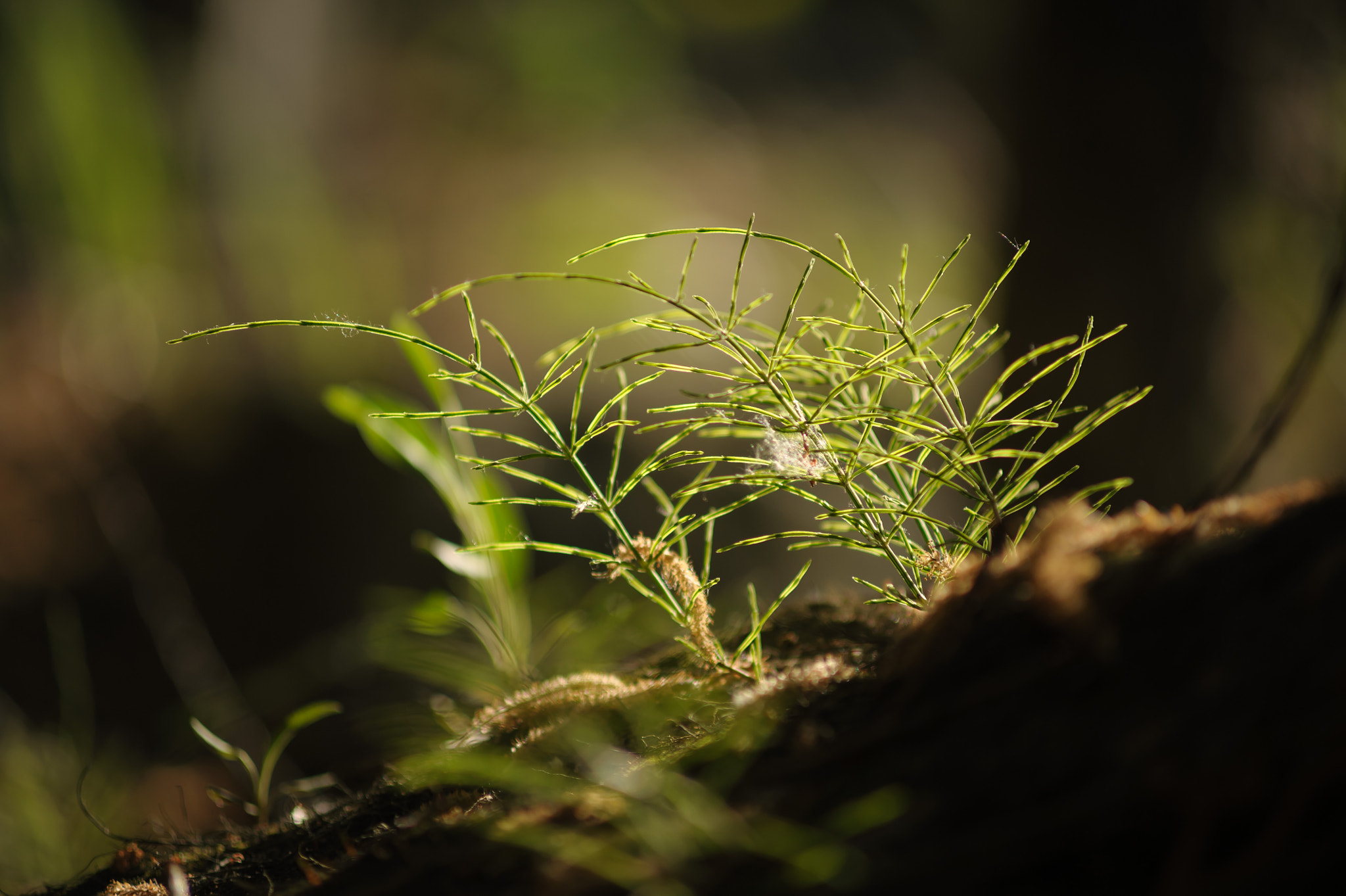 Nikon D700 + AF Zoom-Nikkor 70-210mm f/4 sample photo. Horsetail photography