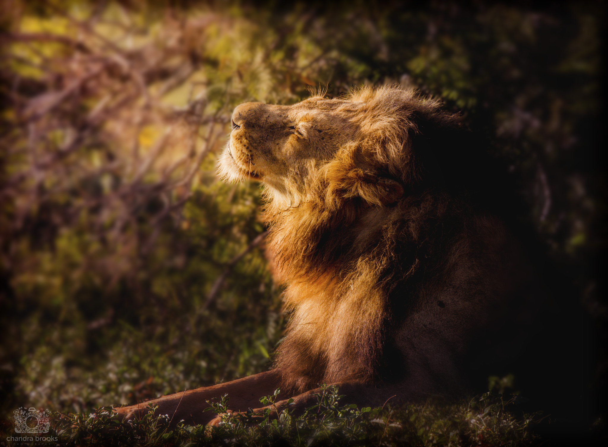 Sigma 150-600mm F5-6.3 DG OS HSM | C sample photo. Morning greetings photography