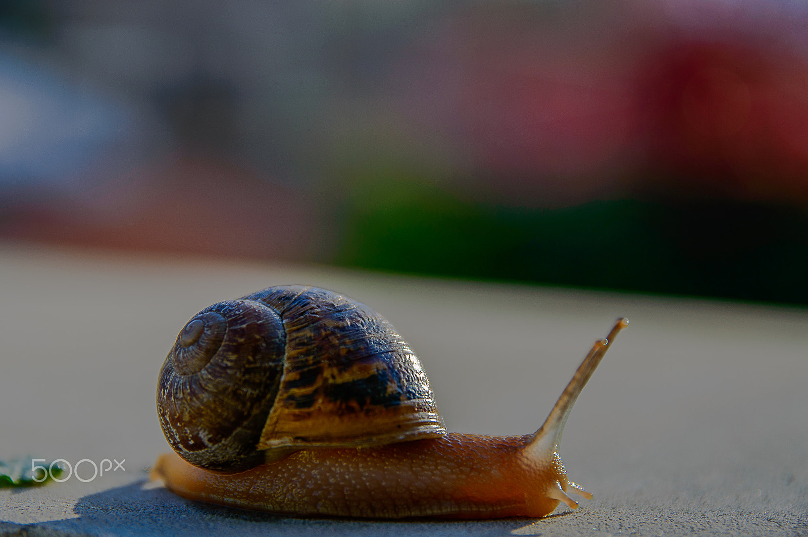 Nikon D3200 + Sigma 17-70mm F2.8-4 DC Macro OS HSM | C sample photo. After rain photography