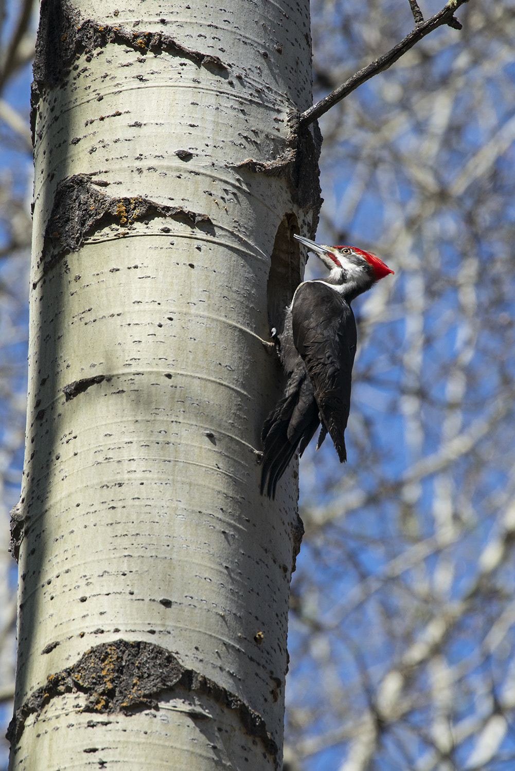 Canon EF 100-400mm F4.5-5.6L IS USM sample photo. Pileated woodpecker photography