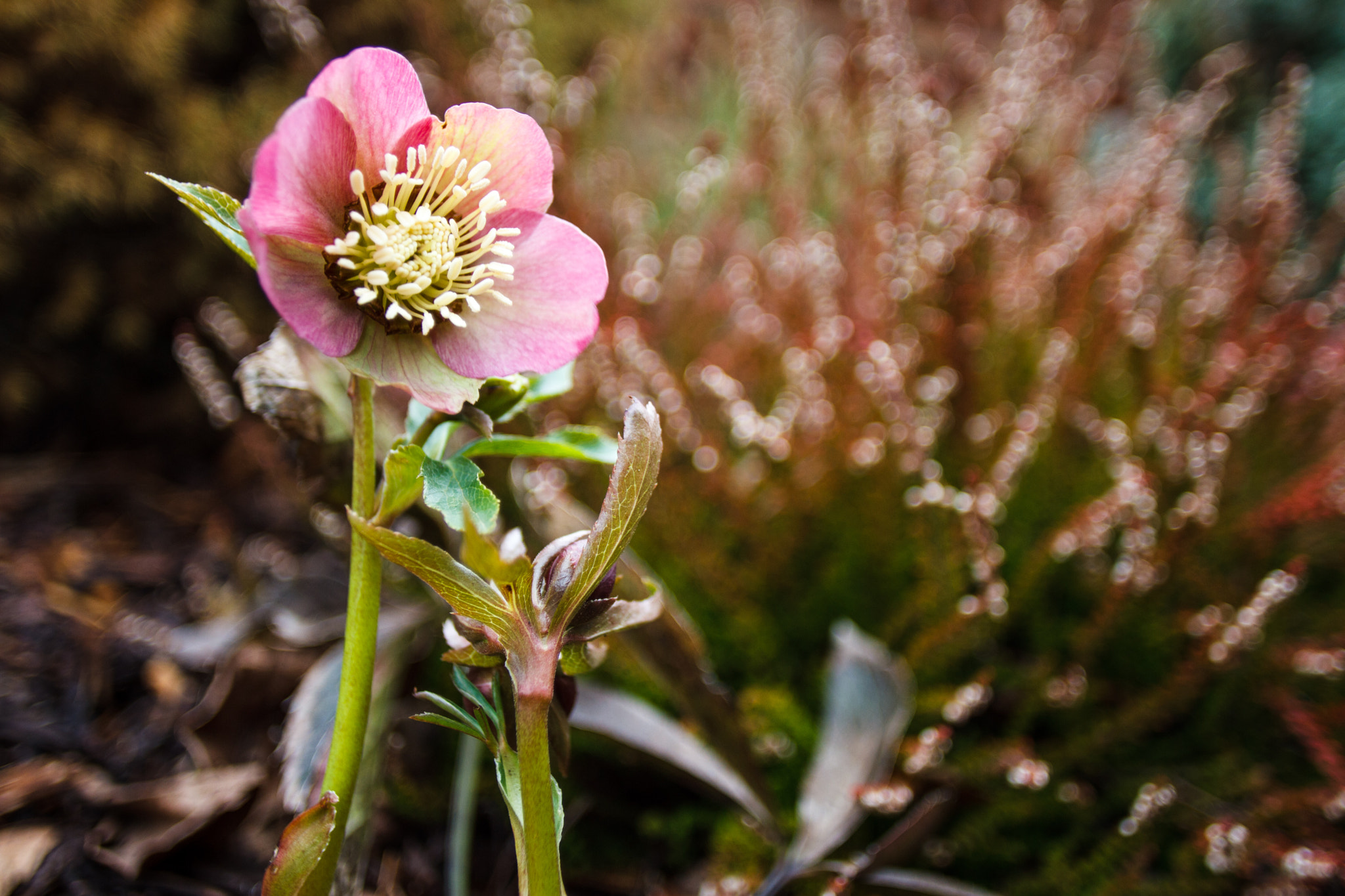Canon EF 20mm F2.8 USM sample photo. Wild green bokeh? photography