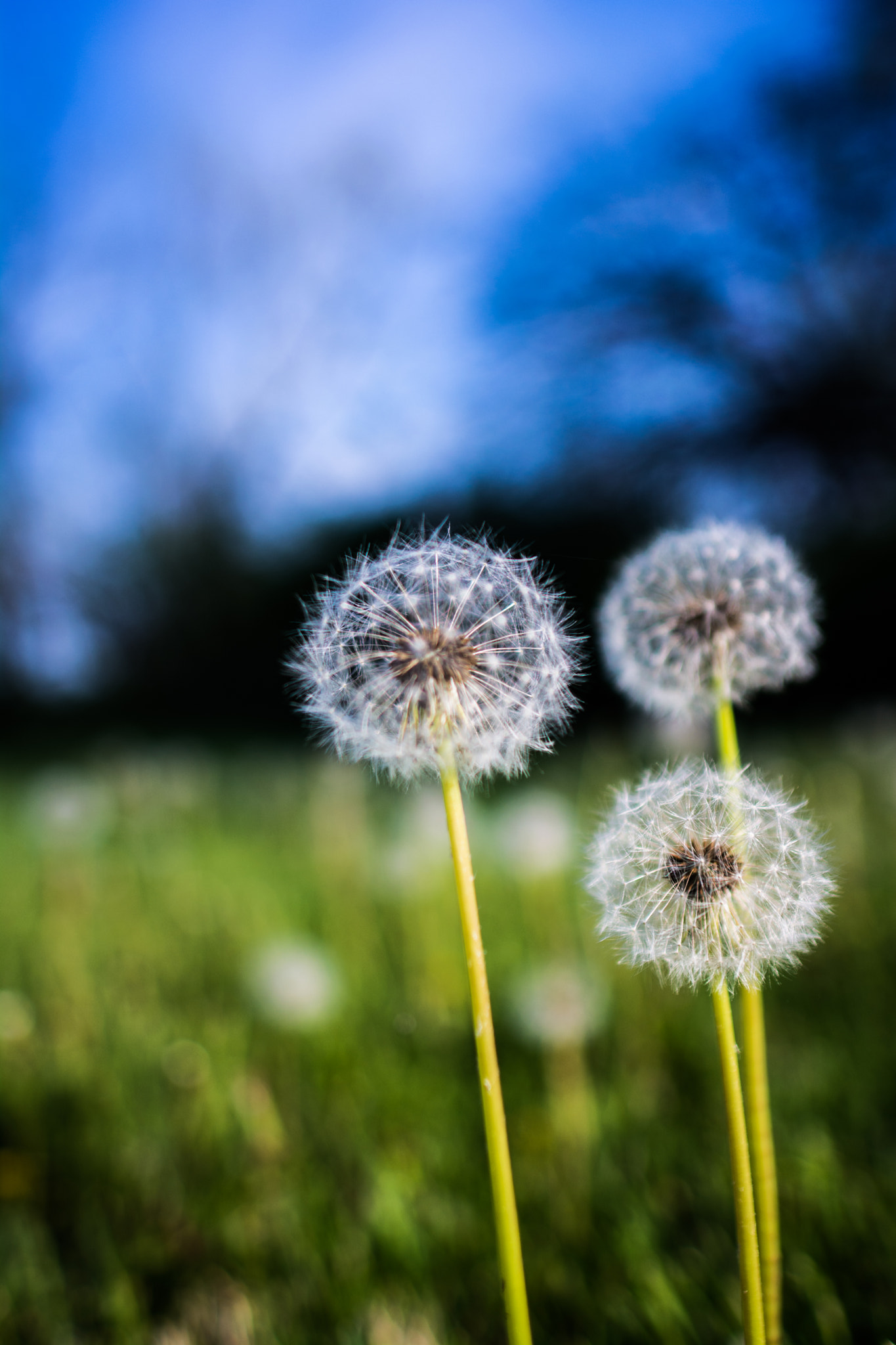 Nikon D5200 + Nikon AF-S Nikkor 20mm F1.8G ED sample photo. Three dandy little lions photography