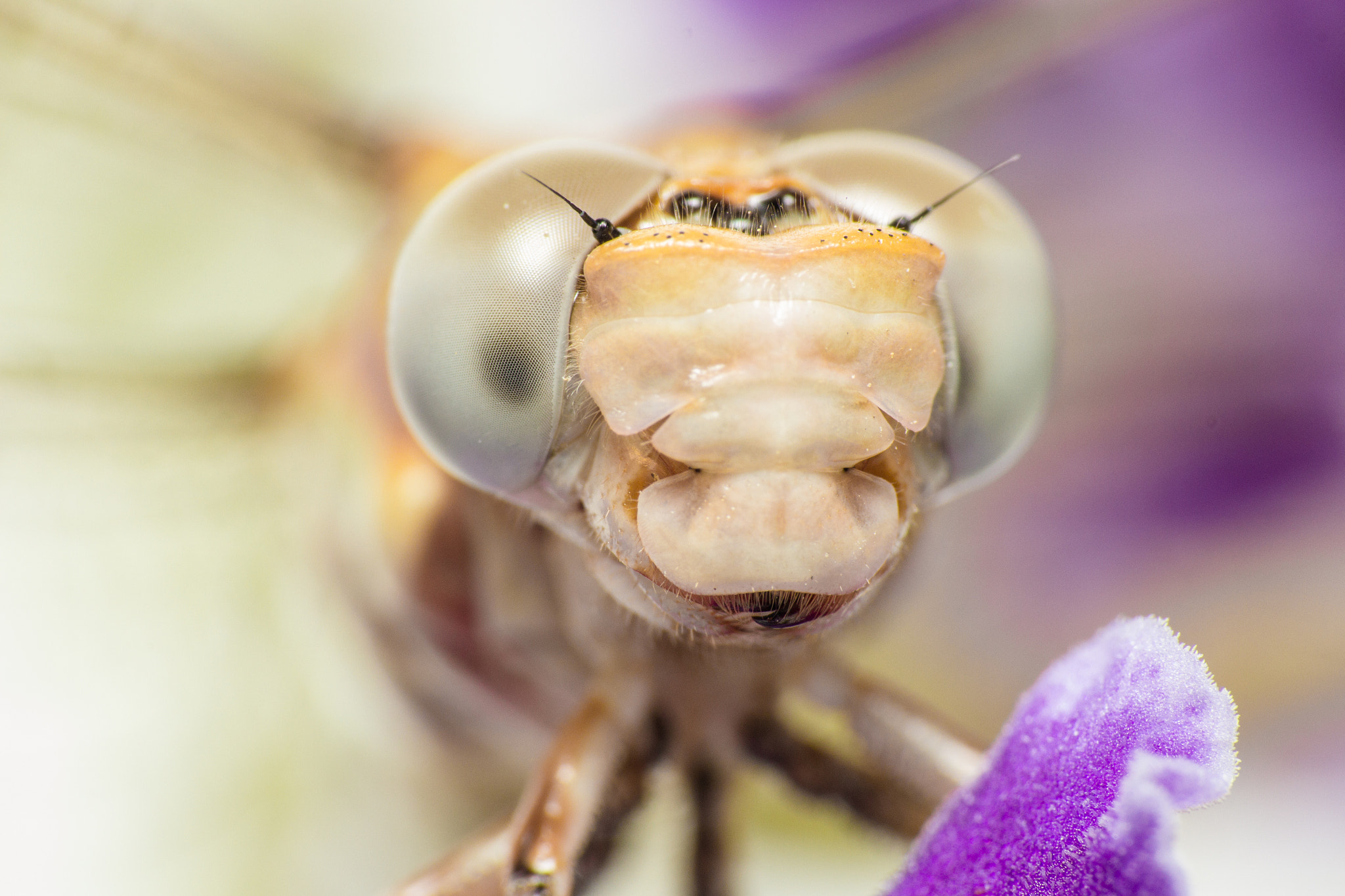 Tamron SP AF 180mm F3.5 Di LD (IF) Macro sample photo. Close look photography