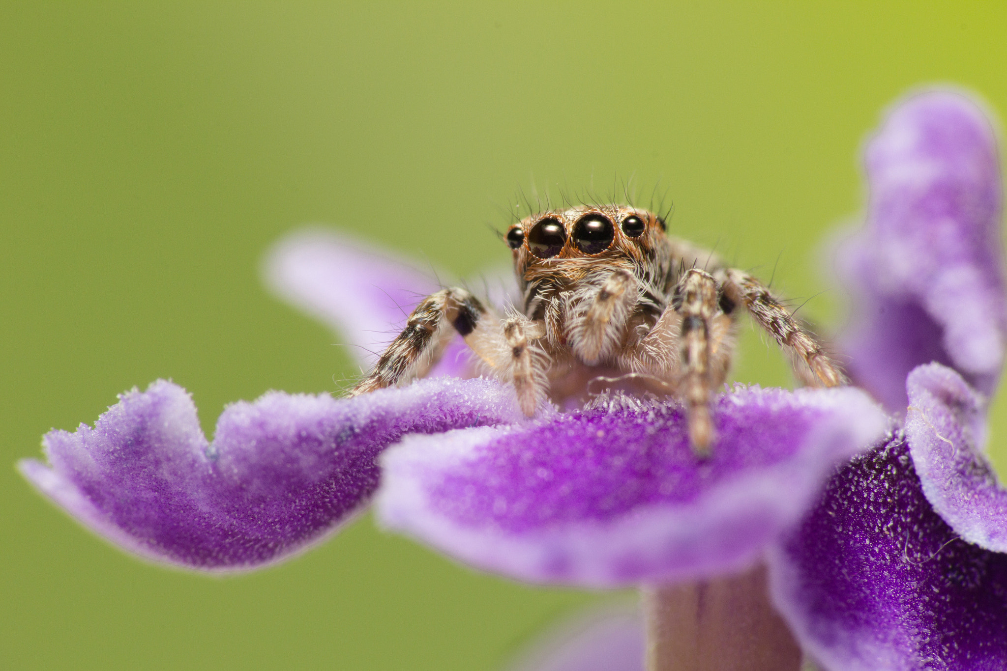 Tamron SP AF 180mm F3.5 Di LD (IF) Macro sample photo. Jumper photography