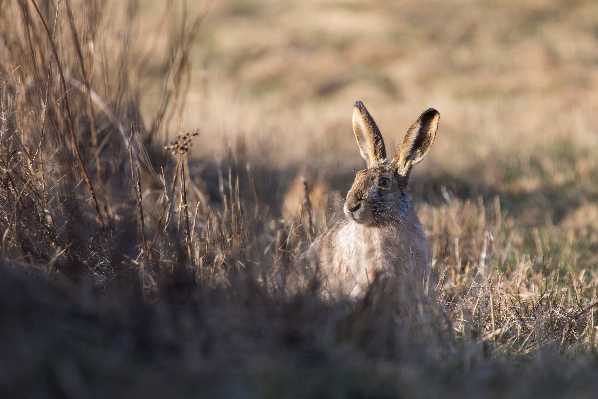 Canon EOS 80D + Canon EF 100-400mm F4.5-5.6L IS USM sample photo. European hare photography