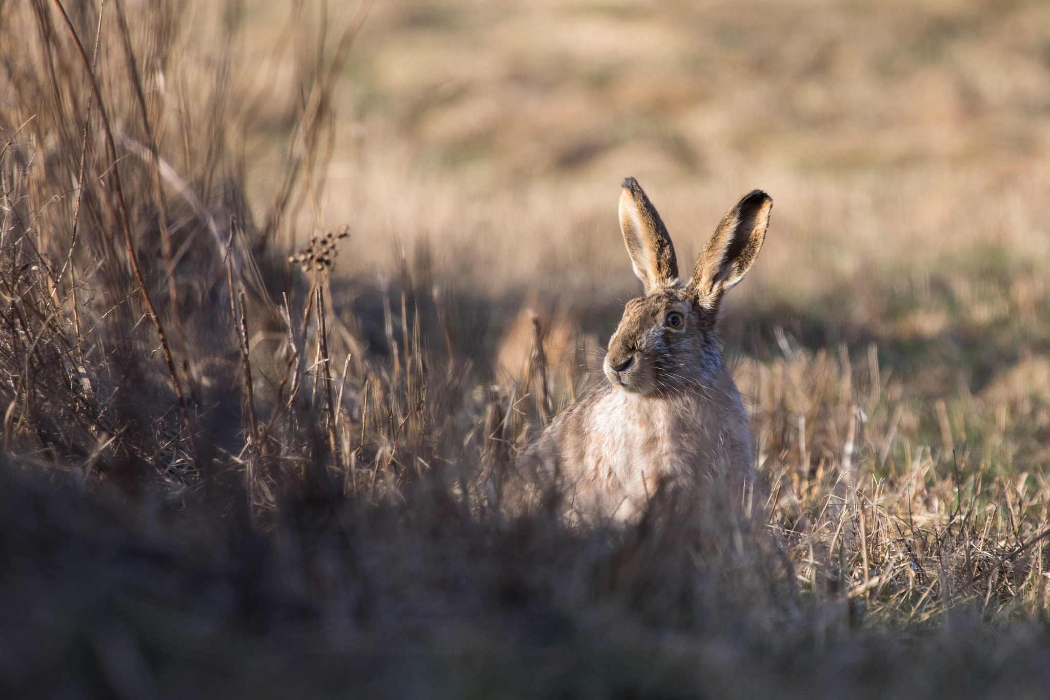 Canon EF 100-400mm F4.5-5.6L IS USM sample photo. European hare photography