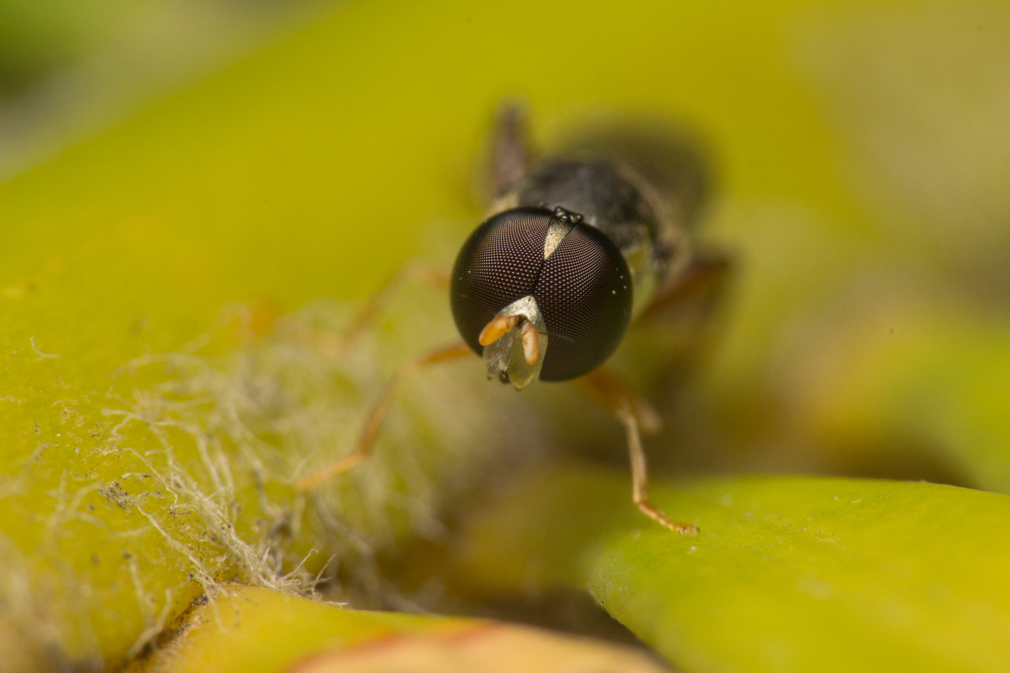 Tamron SP AF 180mm F3.5 Di LD (IF) Macro sample photo. Hover fly photography