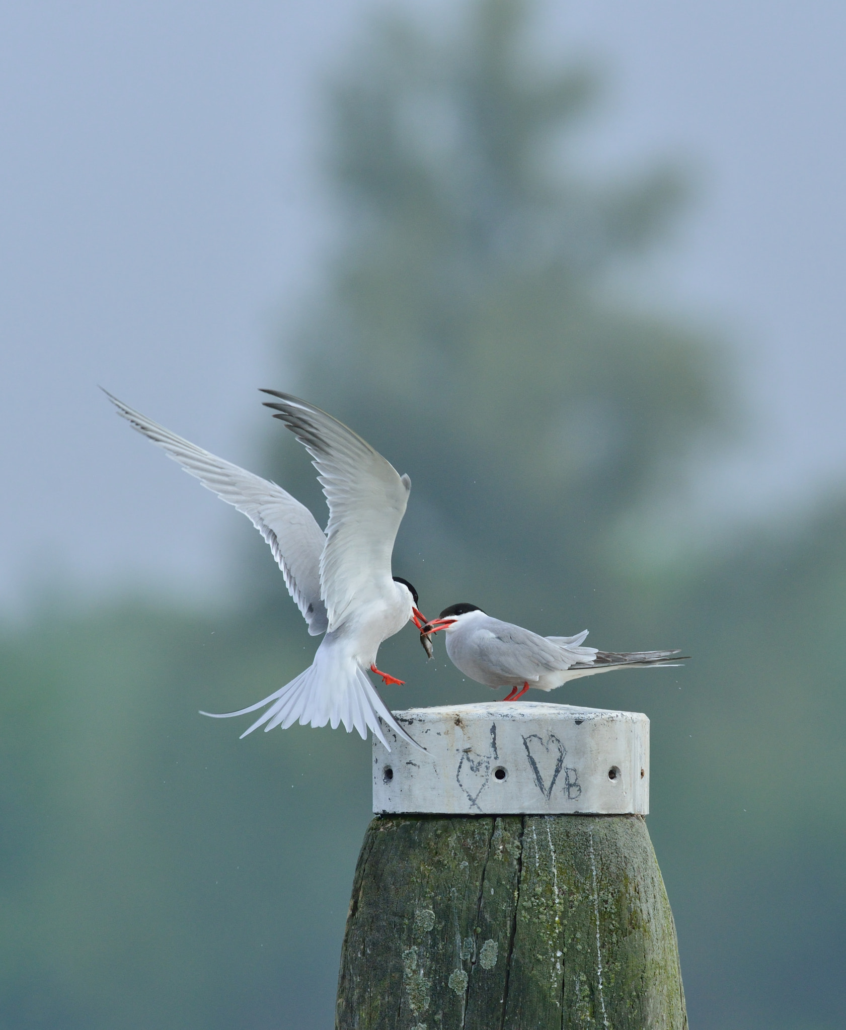 Nikon AF-S Nikkor 400mm F2.8D ED-IF II sample photo. Visdief photography