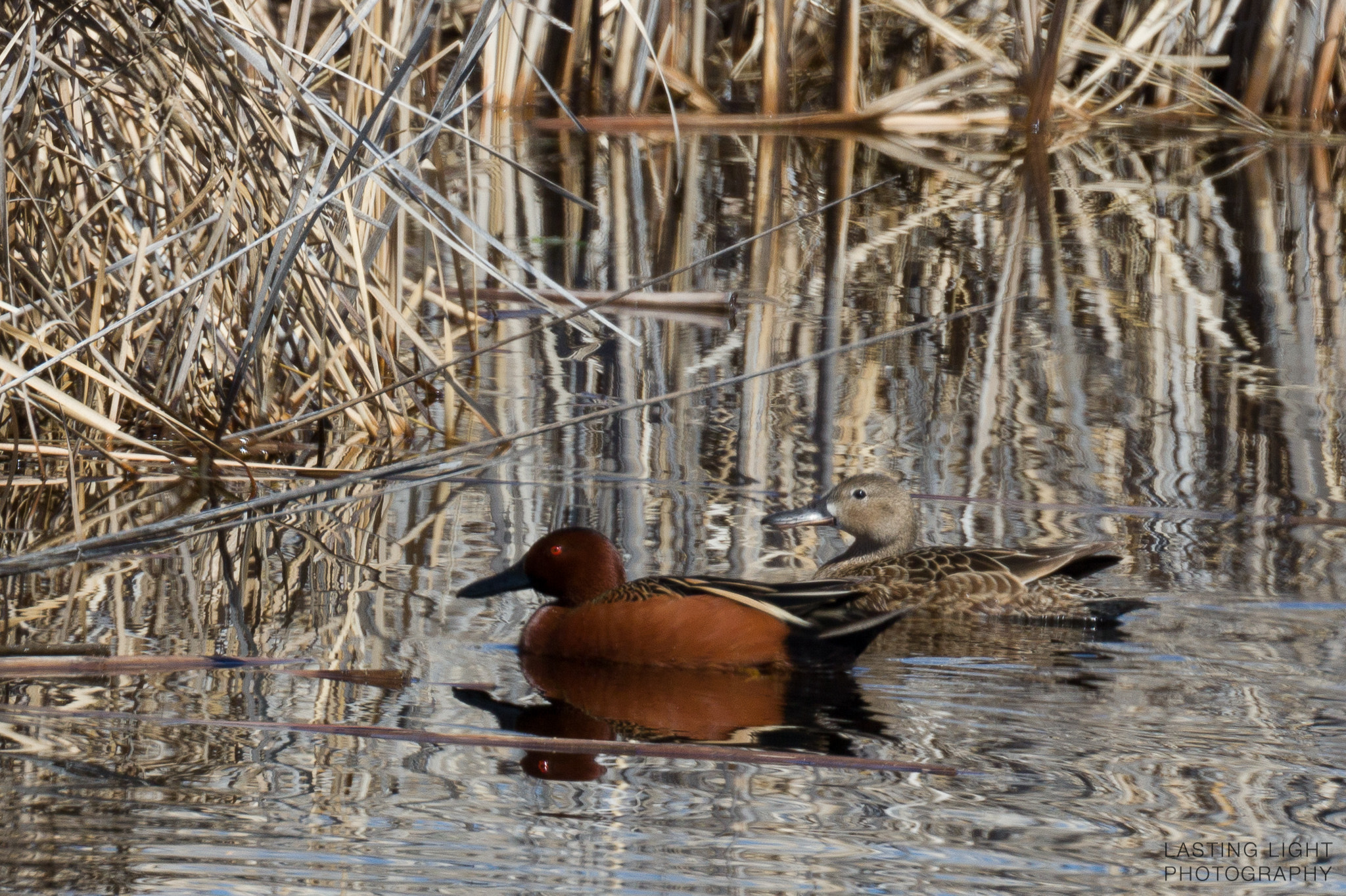 Canon EOS 5DS + Canon EF 100-400mm F4.5-5.6L IS II USM sample photo. Cinnamon teal in the reeds photography