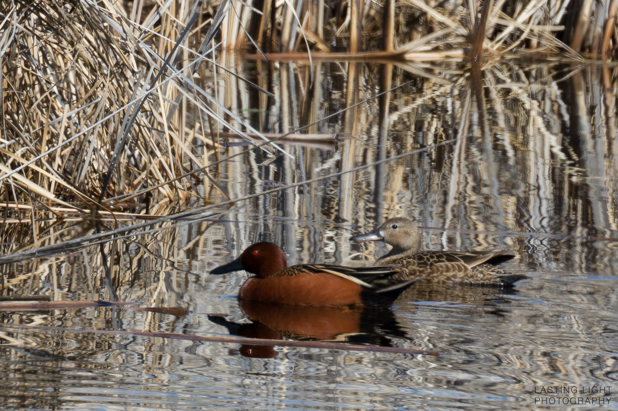 Canon EF 100-400mm F4.5-5.6L IS II USM sample photo. Cinnamon teal in the reeds photography