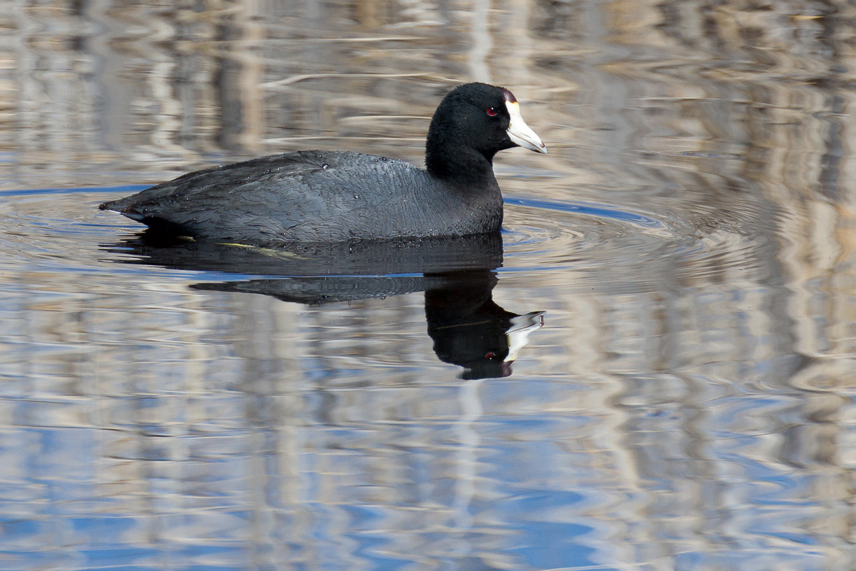 Canon EF 100-400mm F4.5-5.6L IS II USM sample photo. Unknown waterfowl at the malheur wildlife refuge photography