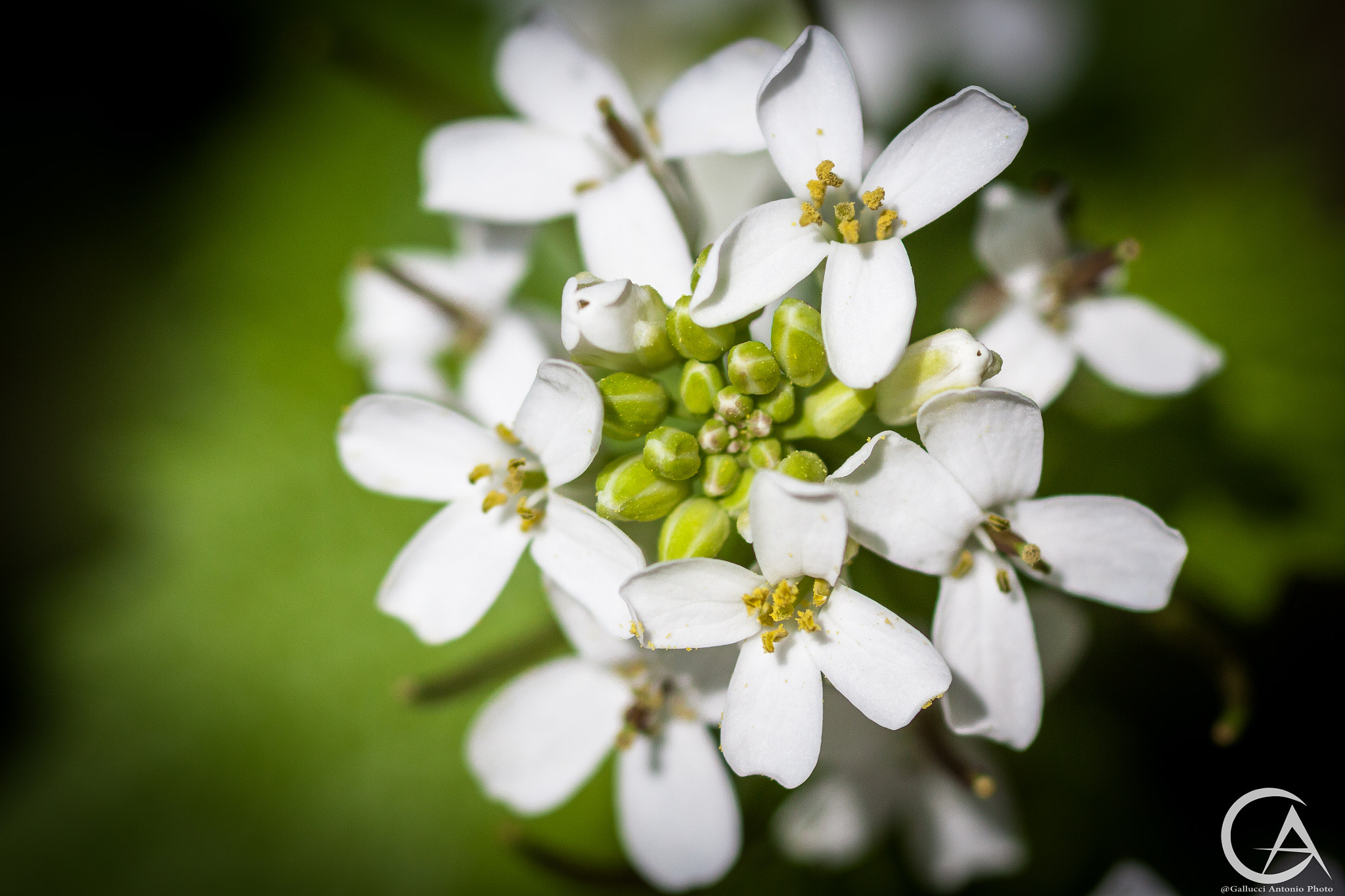 Canon EOS 50D + Sigma 105mm F2.8 EX DG Macro sample photo. White flower photography
