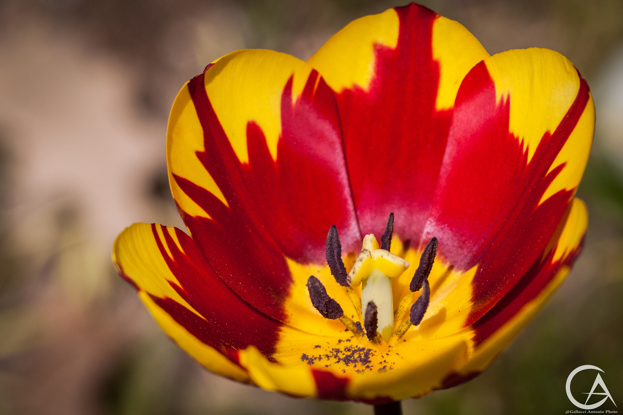 Canon EOS 50D + Sigma 105mm F2.8 EX DG Macro sample photo. Red & yellow photography
