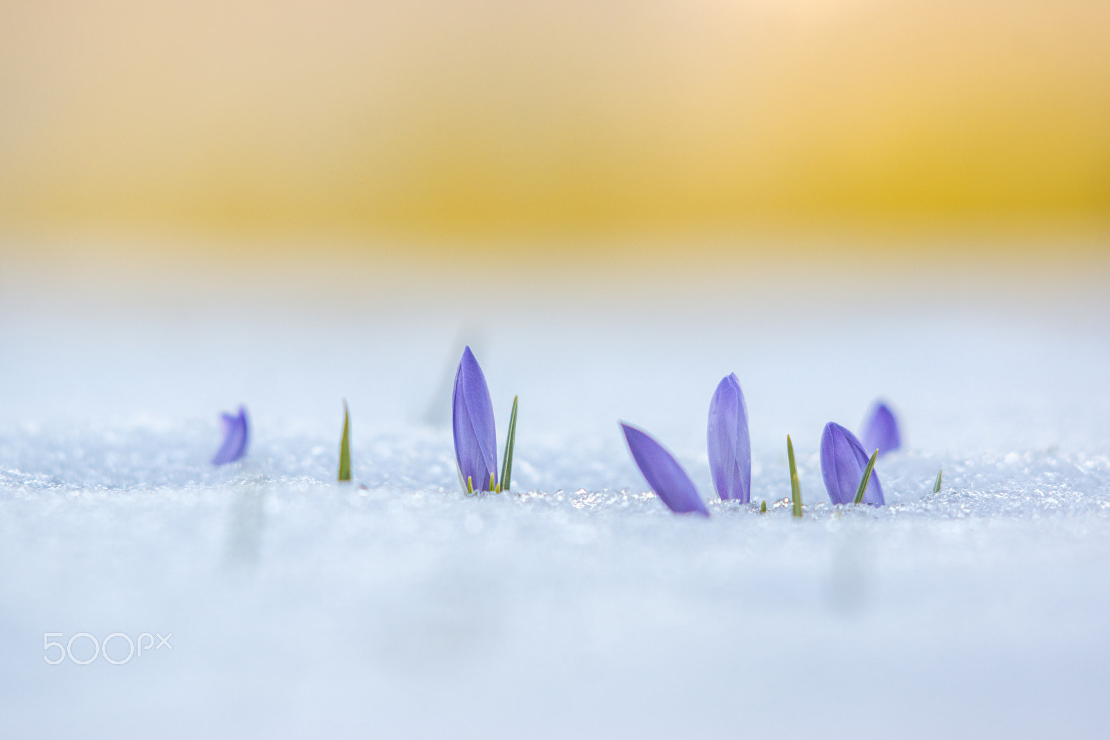 Sony SLT-A77 + Minolta AF 70-210mm F4 Macro sample photo. When the winter disrupts the spring photography