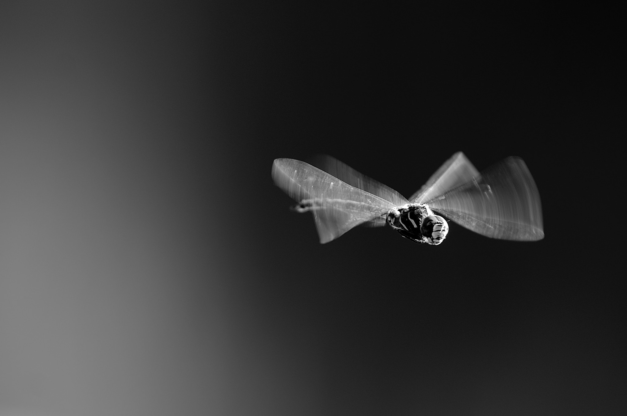 Nikon AF-S Nikkor 200mm F2G ED-IF VR sample photo. Dragonfly photography