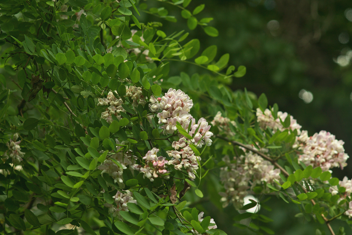 Canon EF 28-80mm f/3.5-5.6 sample photo. Botany with bokeh photography