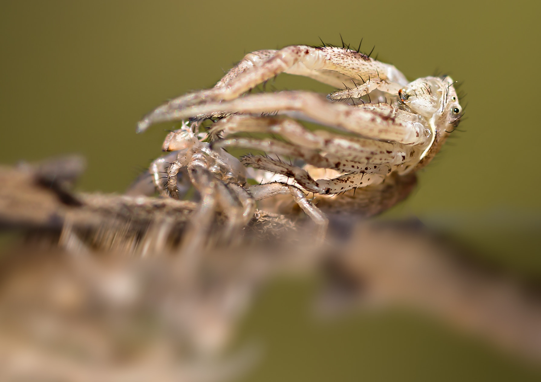Canon EOS 6D + Sigma 105mm F2.8 EX DG Macro sample photo. Pulling out my old jacket photography