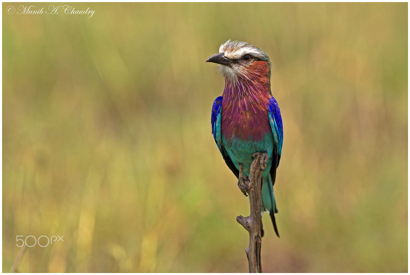 Canon EF 200-400mm F4L IS USM Extender 1.4x sample photo. Lilac beauty! photography