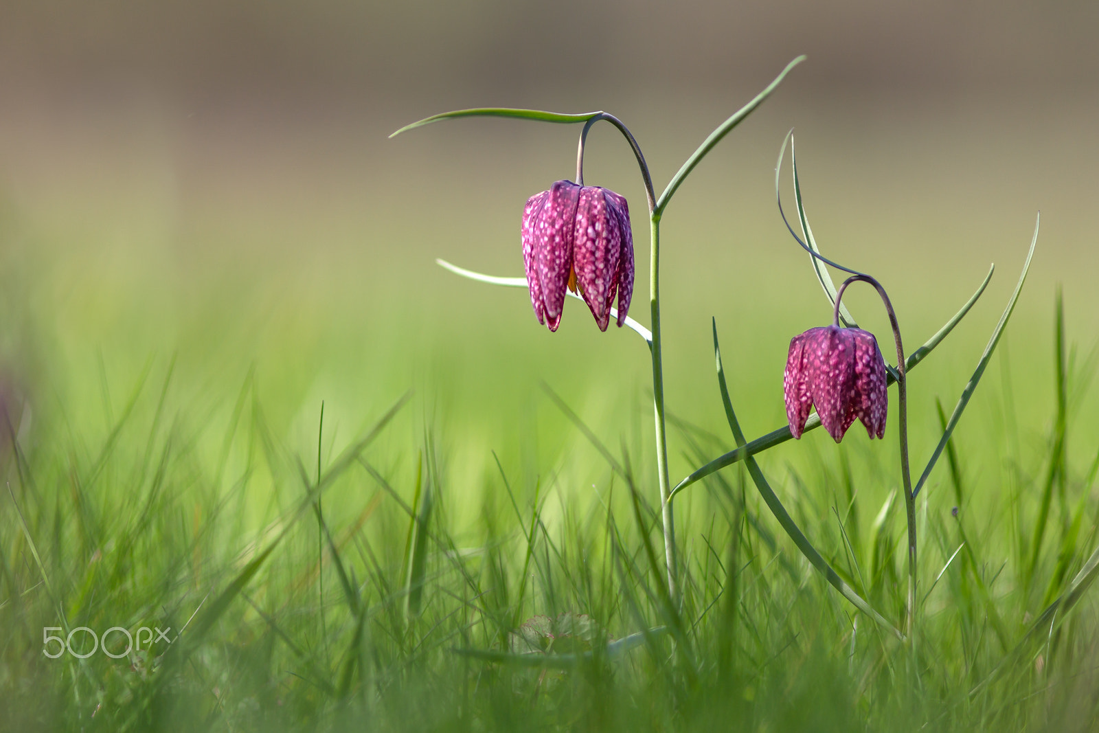 Canon EOS 60D + Canon EF 200mm F2.8L II USM sample photo. Schachblume (fritillaria meleagris) bf photography