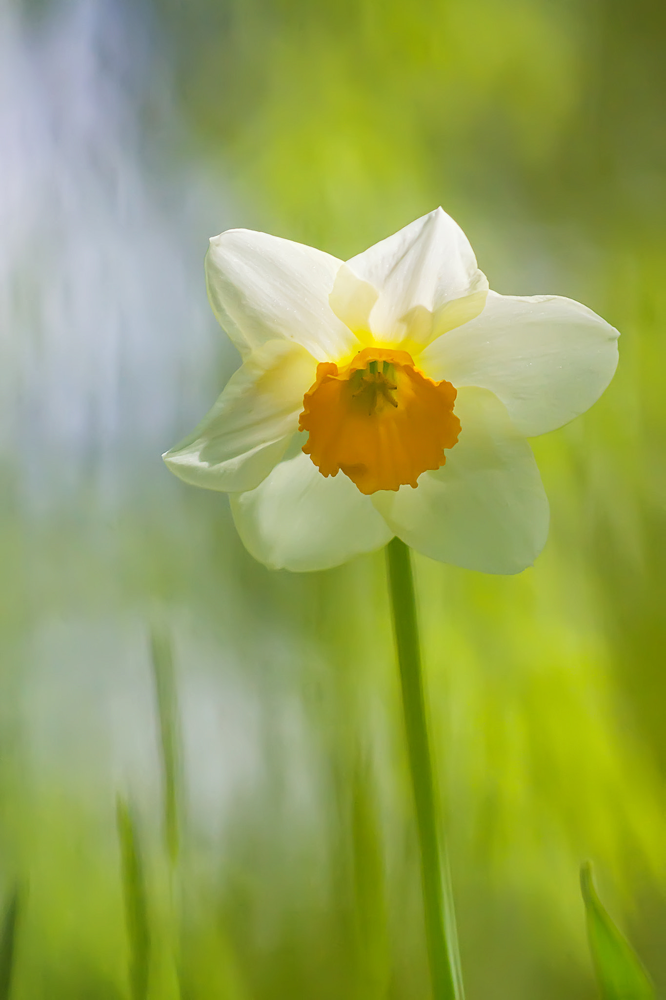Sony 75-300mm F4.5-5.6 sample photo. Dream photography