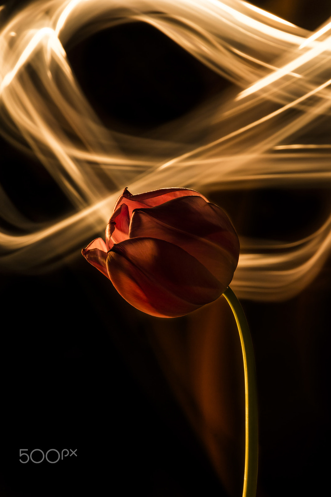 Sigma 18-200mm f/3.5-6.3 DC OS sample photo. The tulip #2 photography