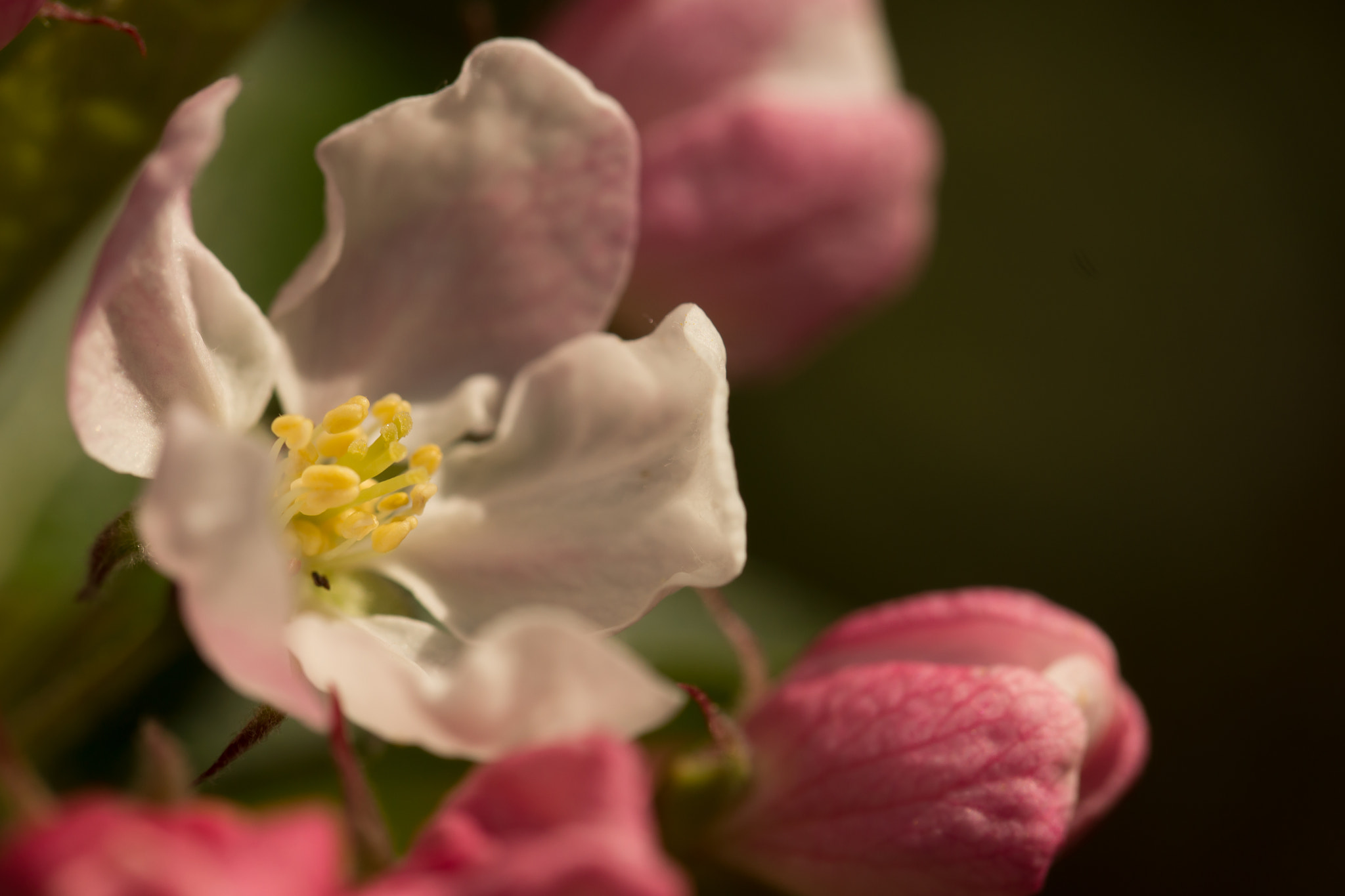Sony SLT-A65 (SLT-A65V) sample photo. Bloesem photography