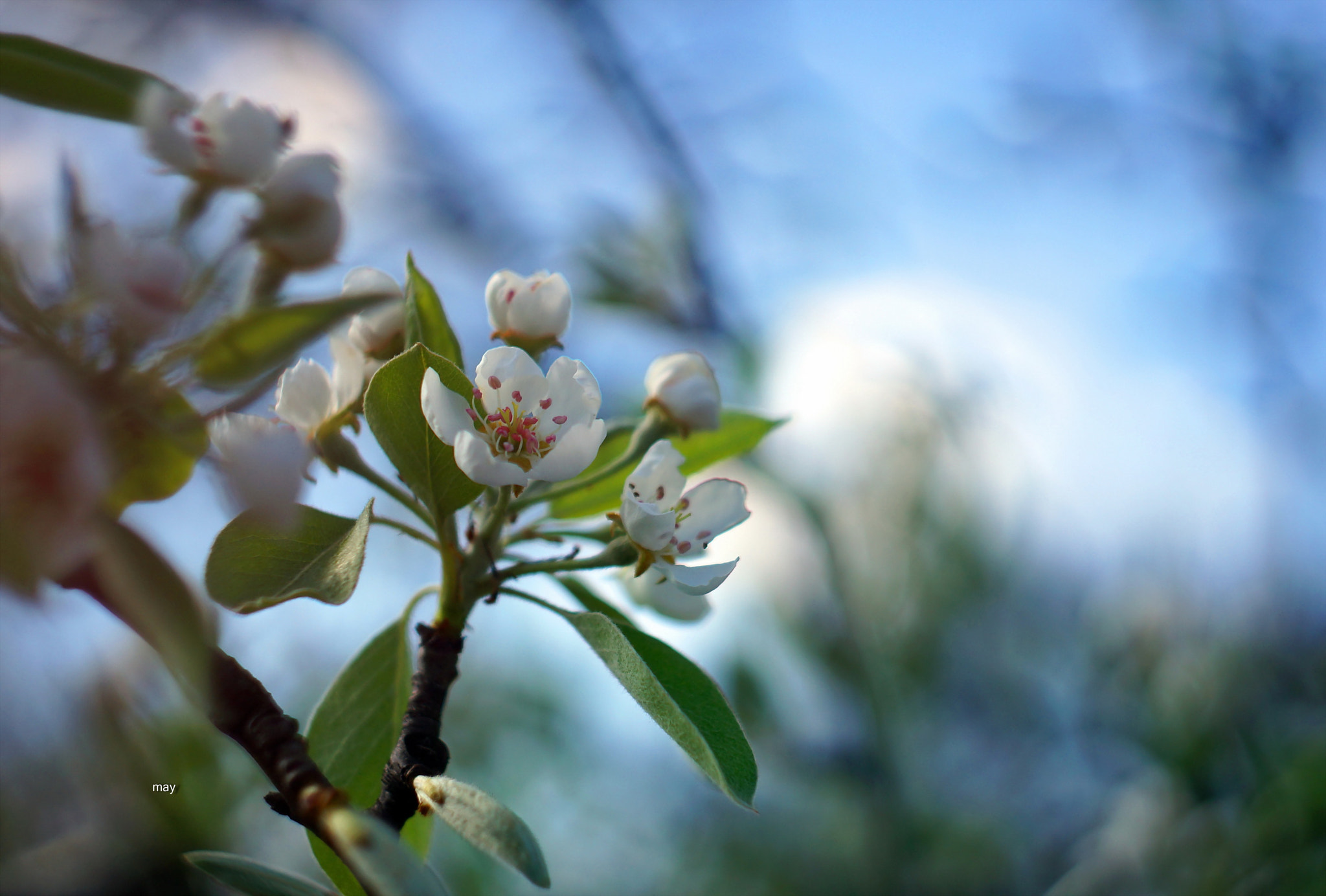 Sony SLT-A65 (SLT-A65V) + Minolta AF 50mm F1.7 sample photo. грушевый цвет photography