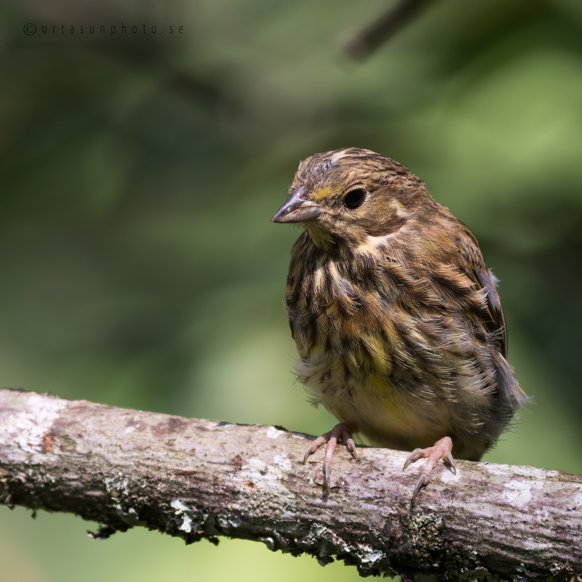 Olympus Zuiko Digital ED 40-150mm F4.0-5.6 sample photo. Yellowhammer jr photography