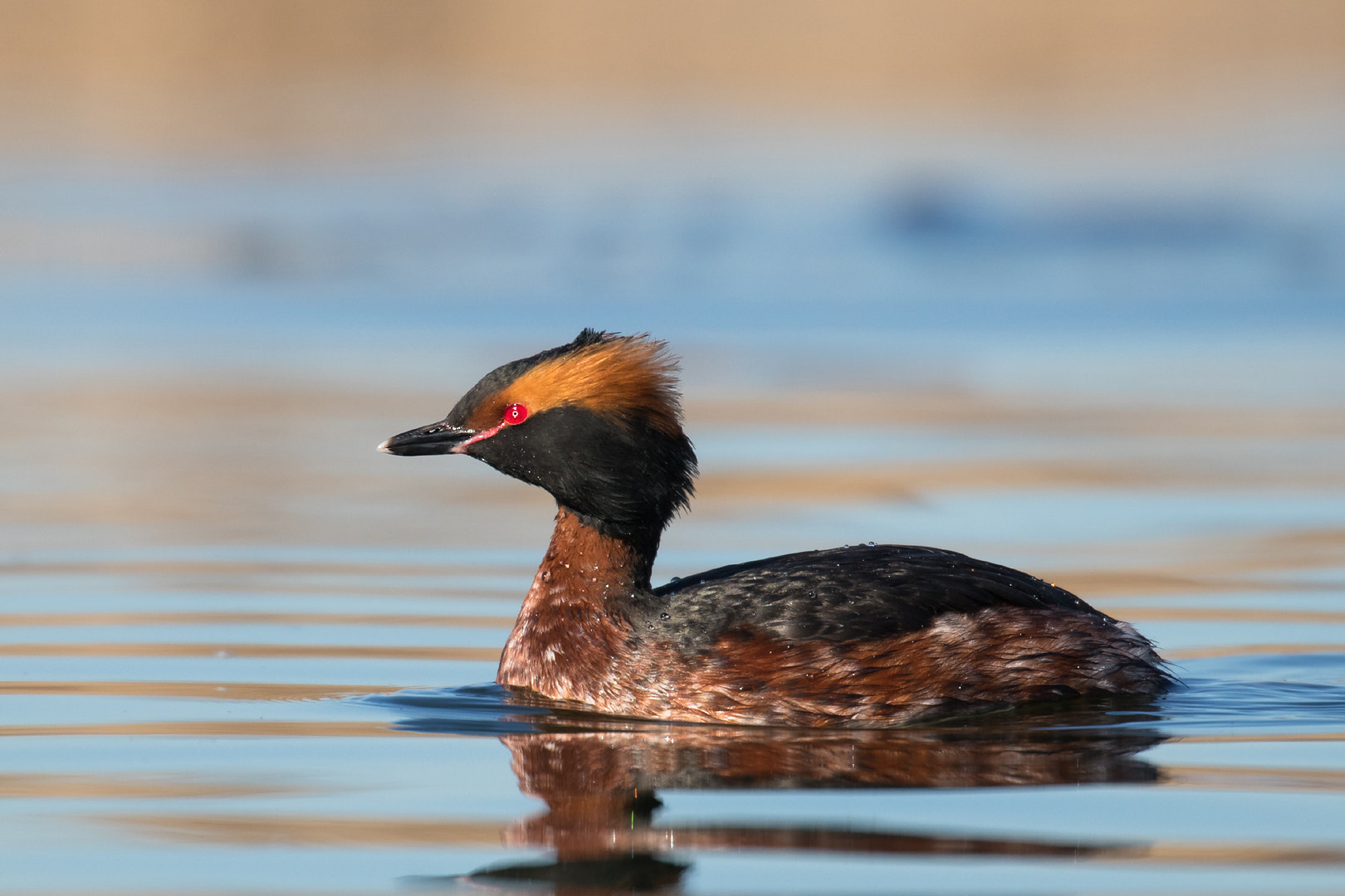 Canon EOS 80D + Canon EF 100-400mm F4.5-5.6L IS II USM sample photo. Horned grebe photography