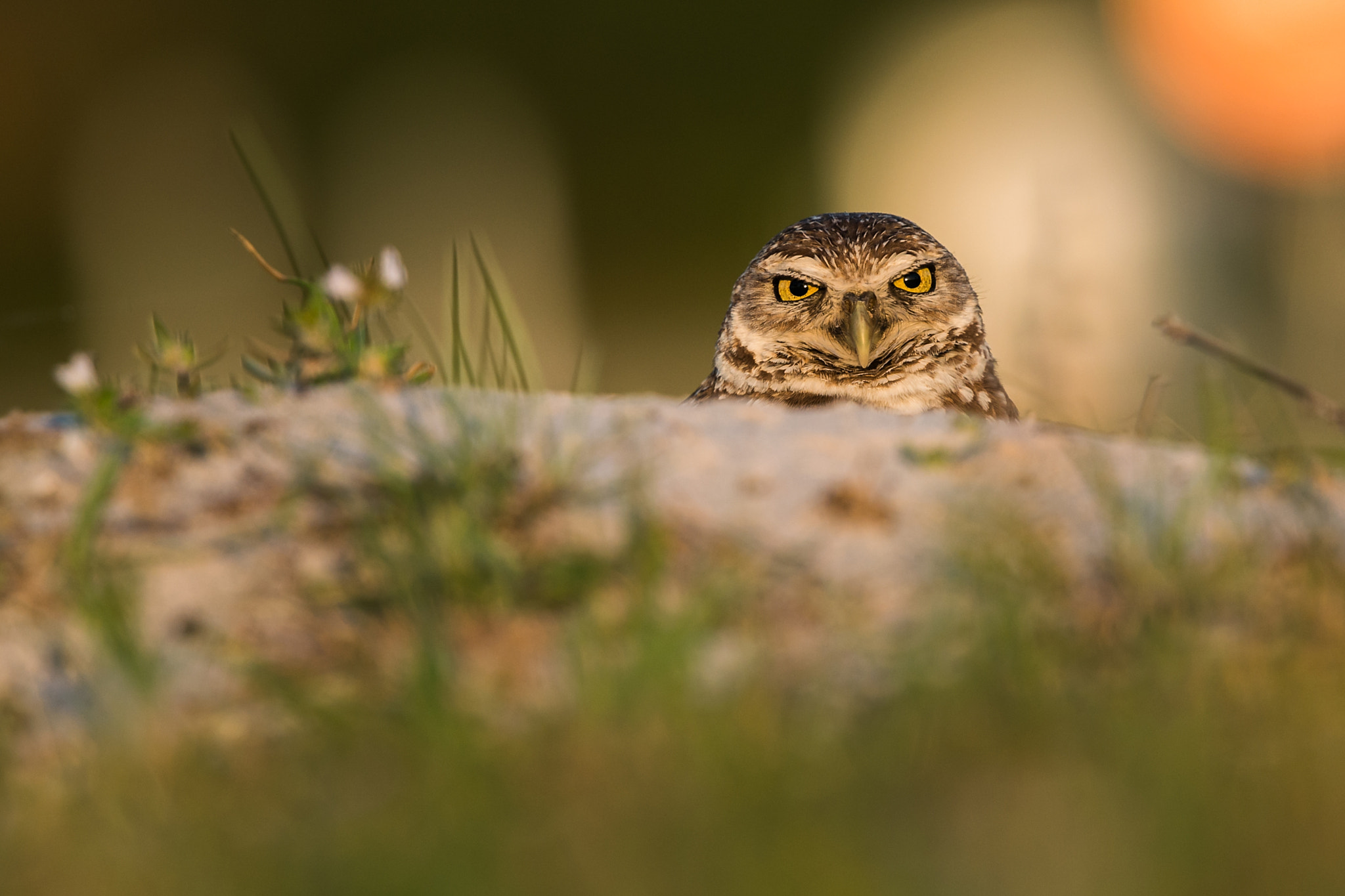 Nikon Nikkor AF-S 300mm F4E PF ED VR sample photo. Burrowing owl (athene cunicularia) photography