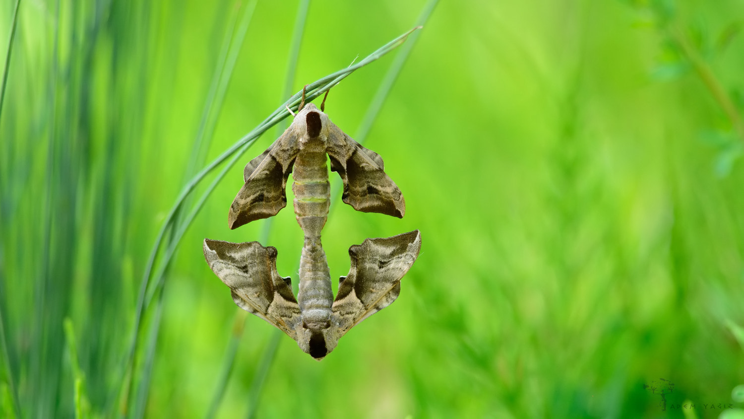 Sigma APO Tele Macro 300mm F4 sample photo. Smerinthus ocellata photography