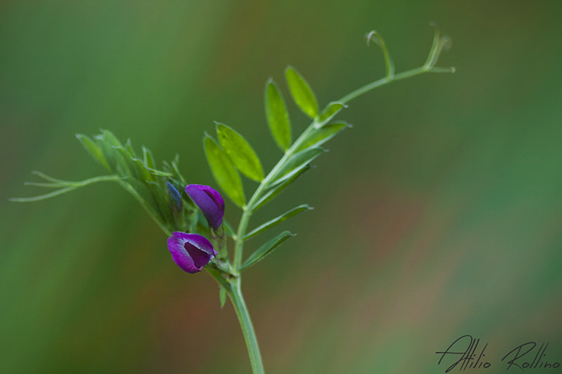 Canon EOS 50D + Sigma 105mm F2.8 EX DG Macro sample photo. Realtà! photography