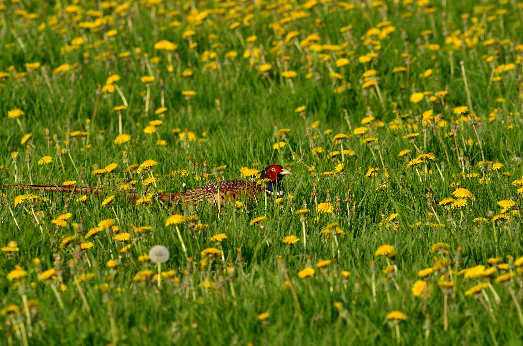 AF Nikkor 300mm f/2.8 IF-ED N sample photo. Fazant photography