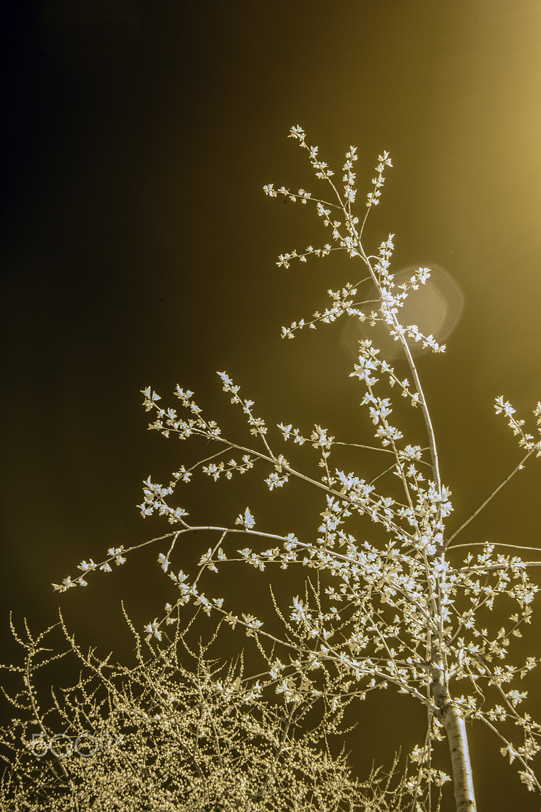 Canon EF-S 18-55mm F3.5-5.6 sample photo. Magical spring photography