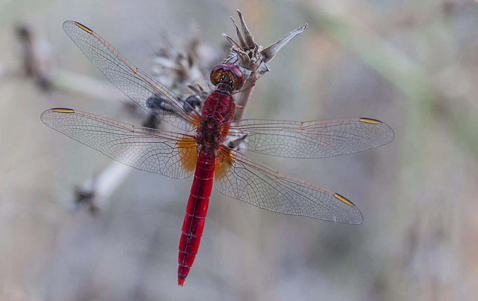 Sony Alpha DSLR-A700 + Tamron SP AF 90mm F2.8 Di Macro sample photo. Una rojilla photography