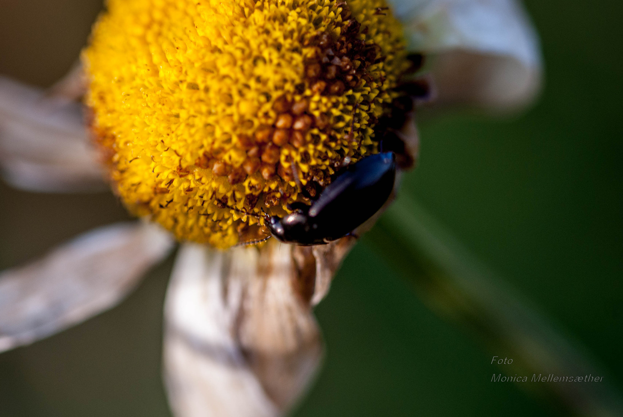Sony Alpha DSLR-A300 + 90mm F2.8 Macro SSM sample photo. Insect photography