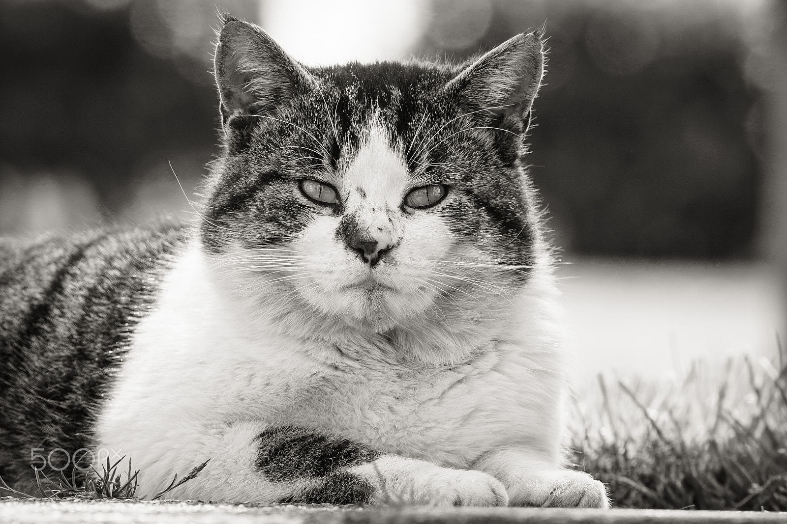Sony ILCA-77M2 + Tamron SP 70-200mm F2.8 Di VC USD sample photo. Enjoying the sunshine! photography