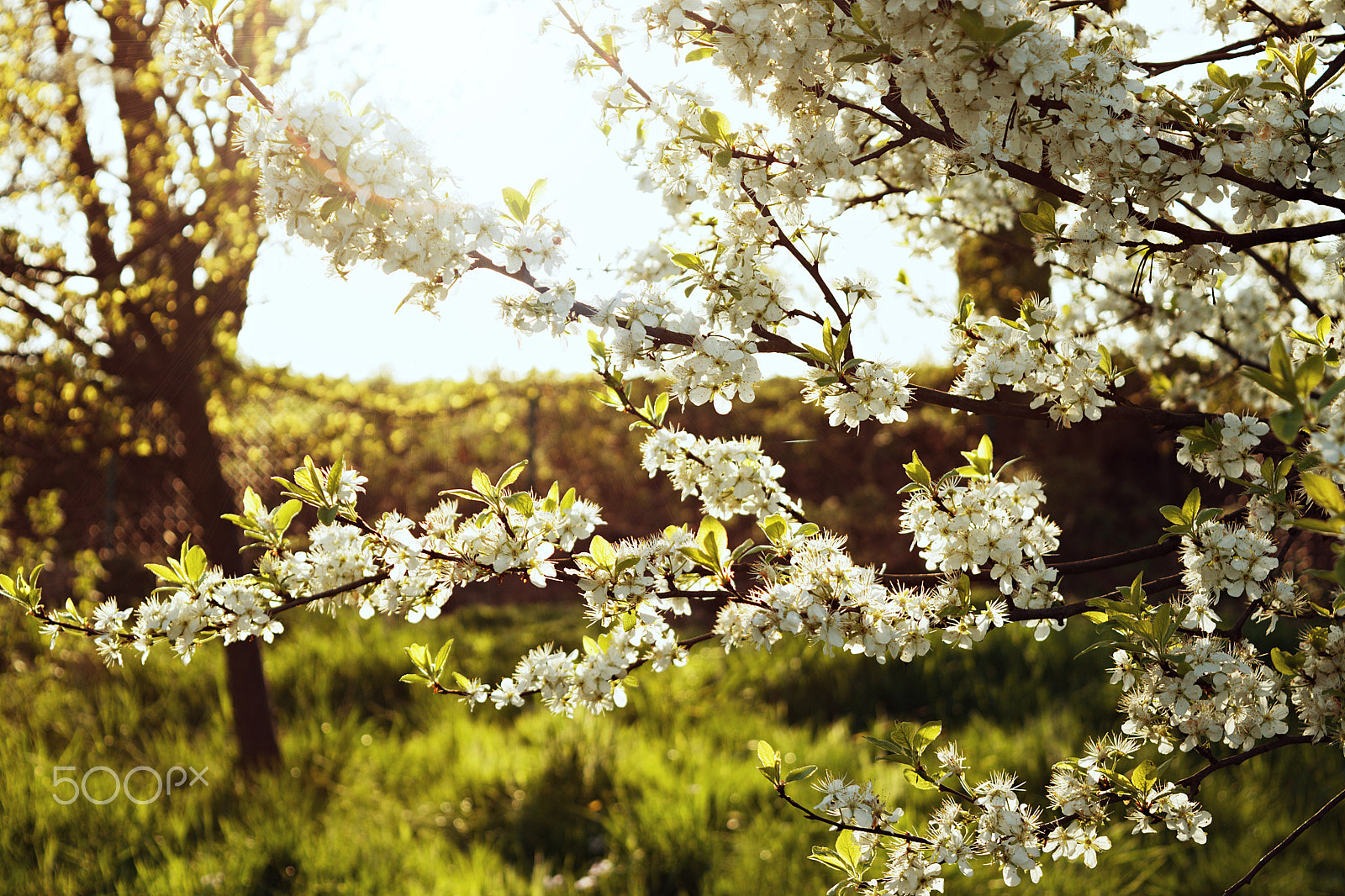 18.00 - 55.00 mm f/3.5 - 5.6 sample photo. Sunset photography