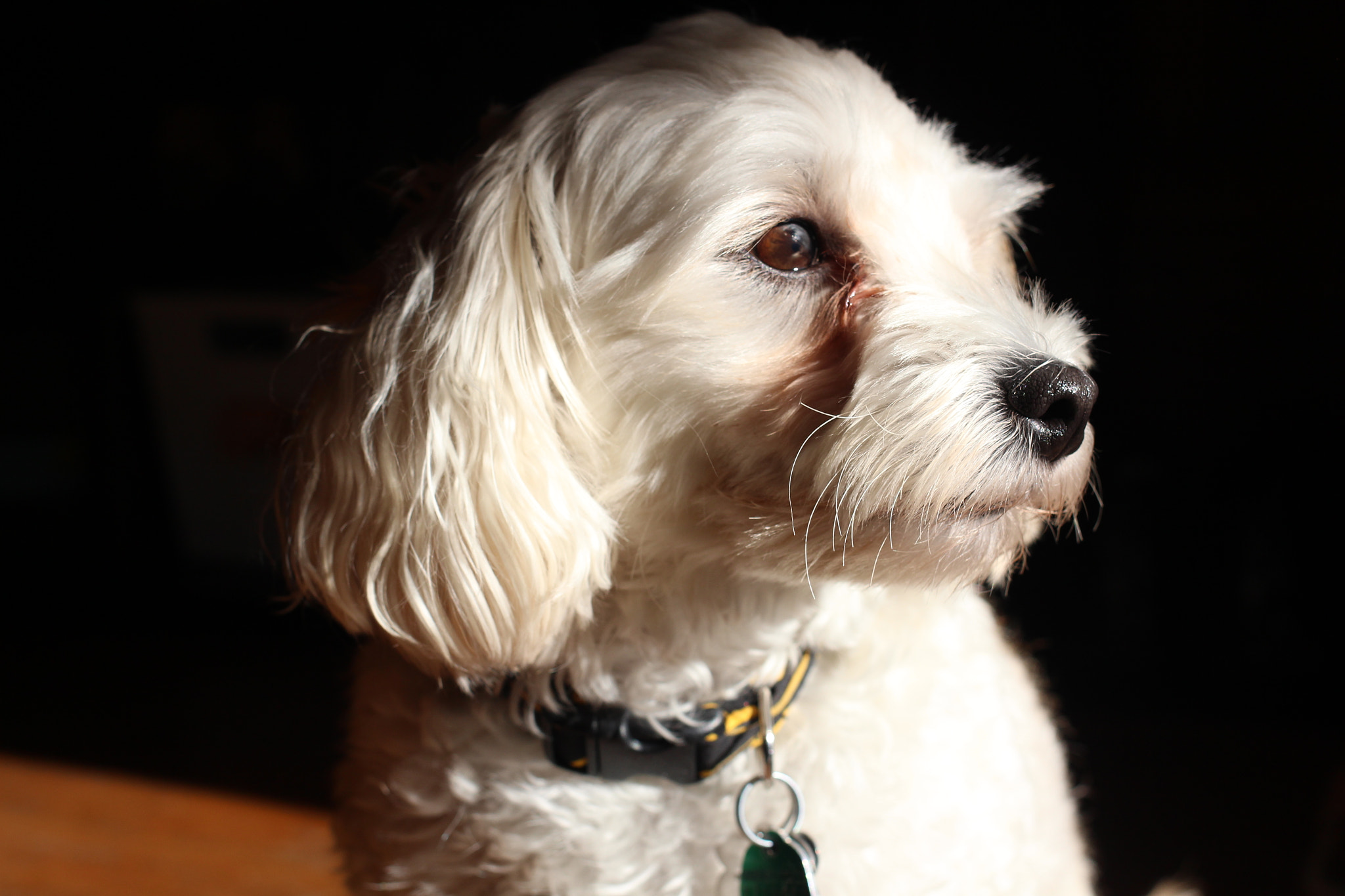 Canon EF 35mm F2 IS USM sample photo. Gus gus photography