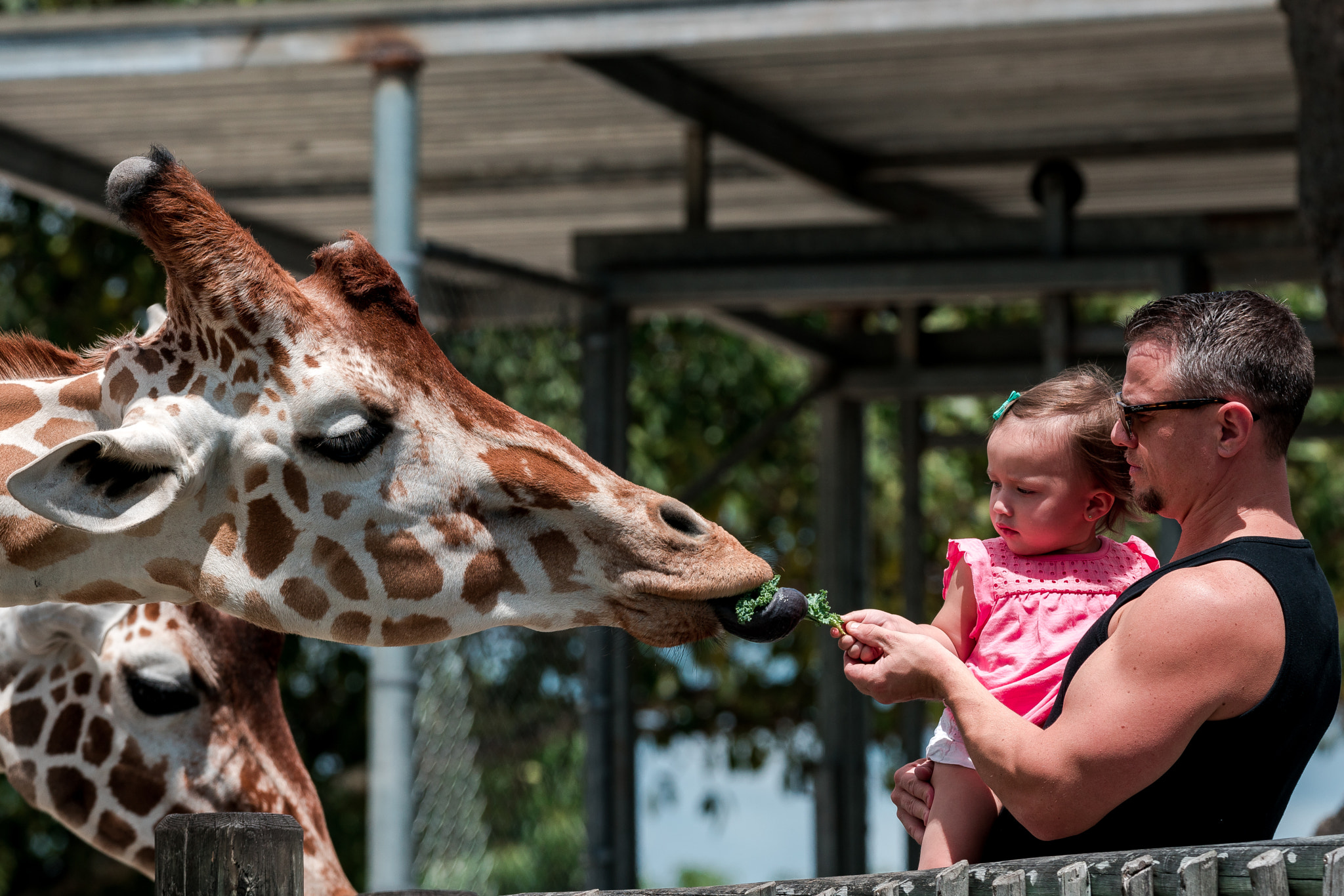 Tamron SP 150-600mm F5-6.3 Di VC USD sample photo. Hand fed giraffe photography